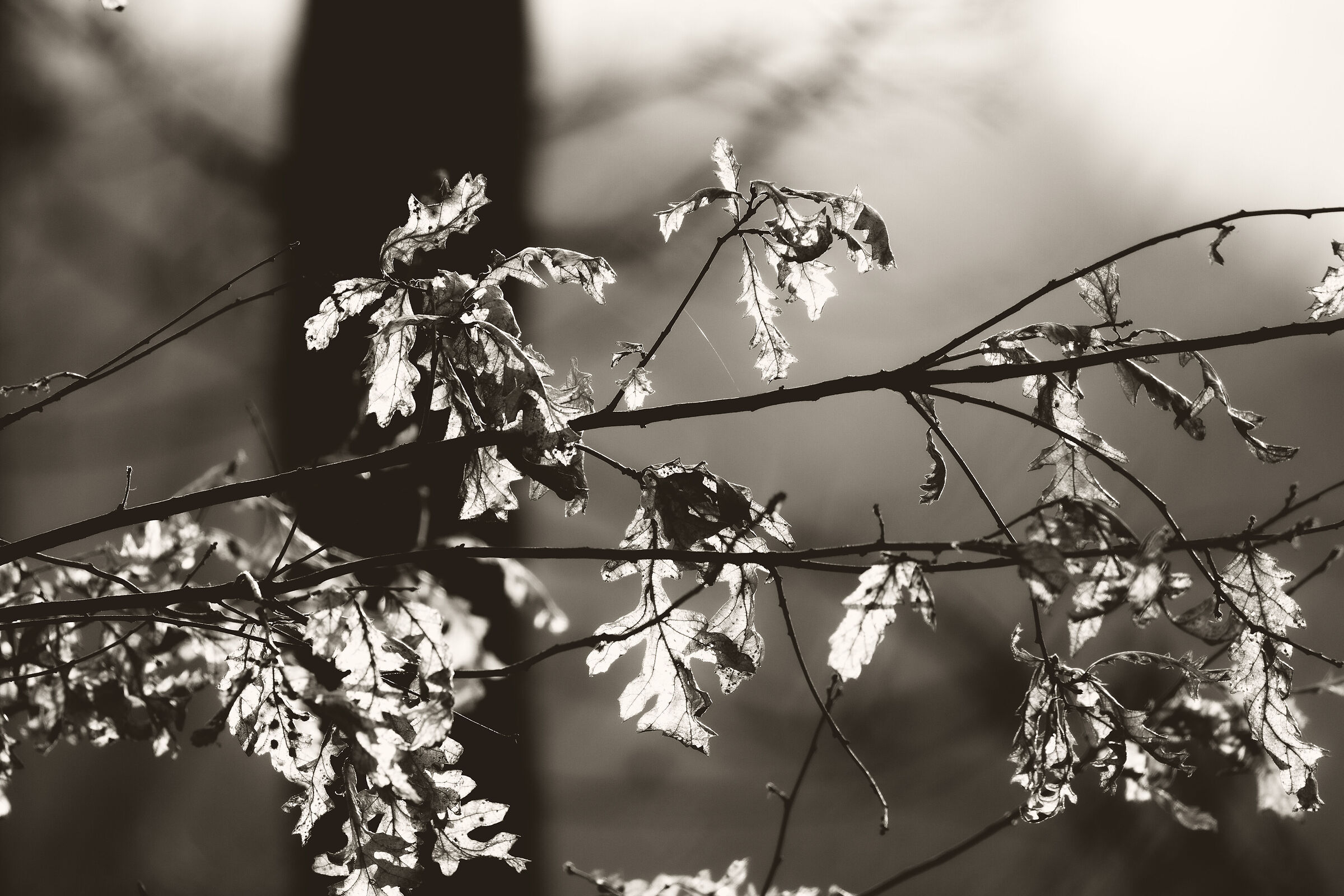 Foglie accese