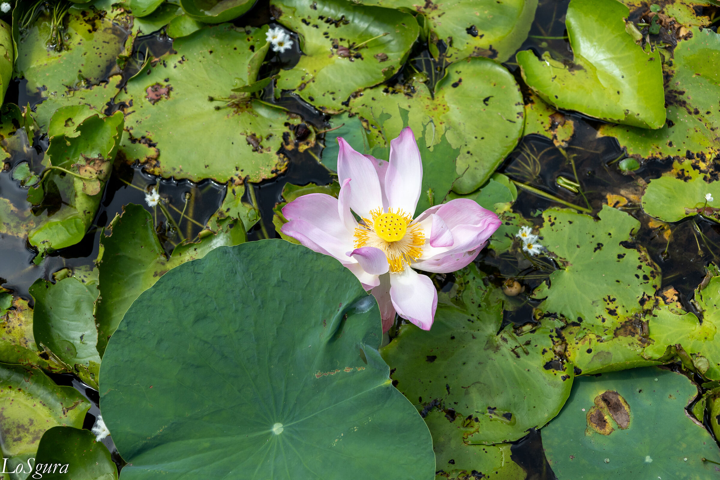 Lotus flower