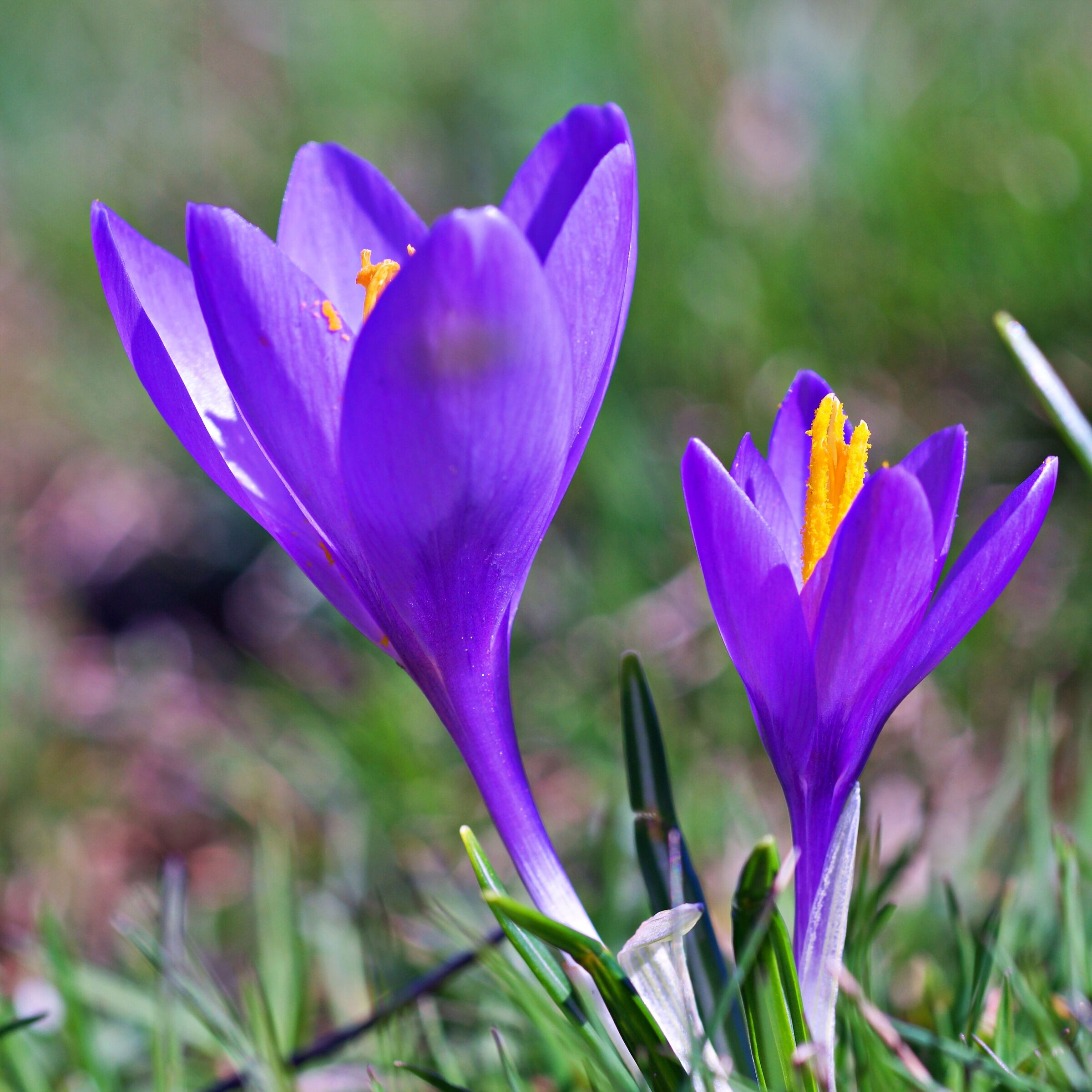 Crocus vernus