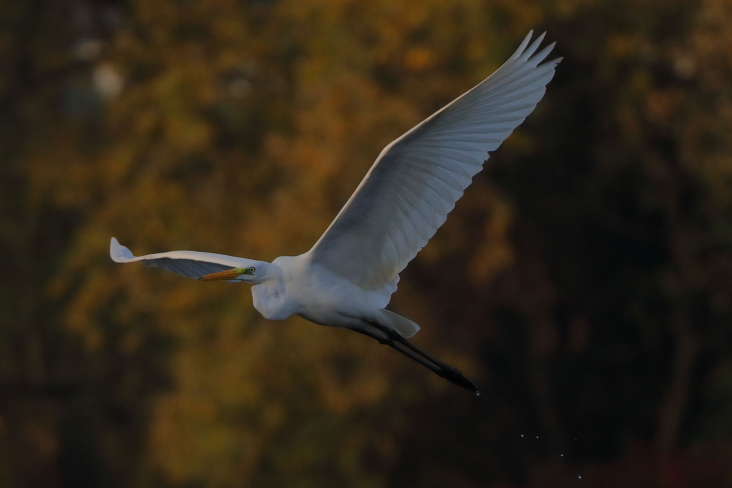 Airone BM 09 novembre 2024 - 0219