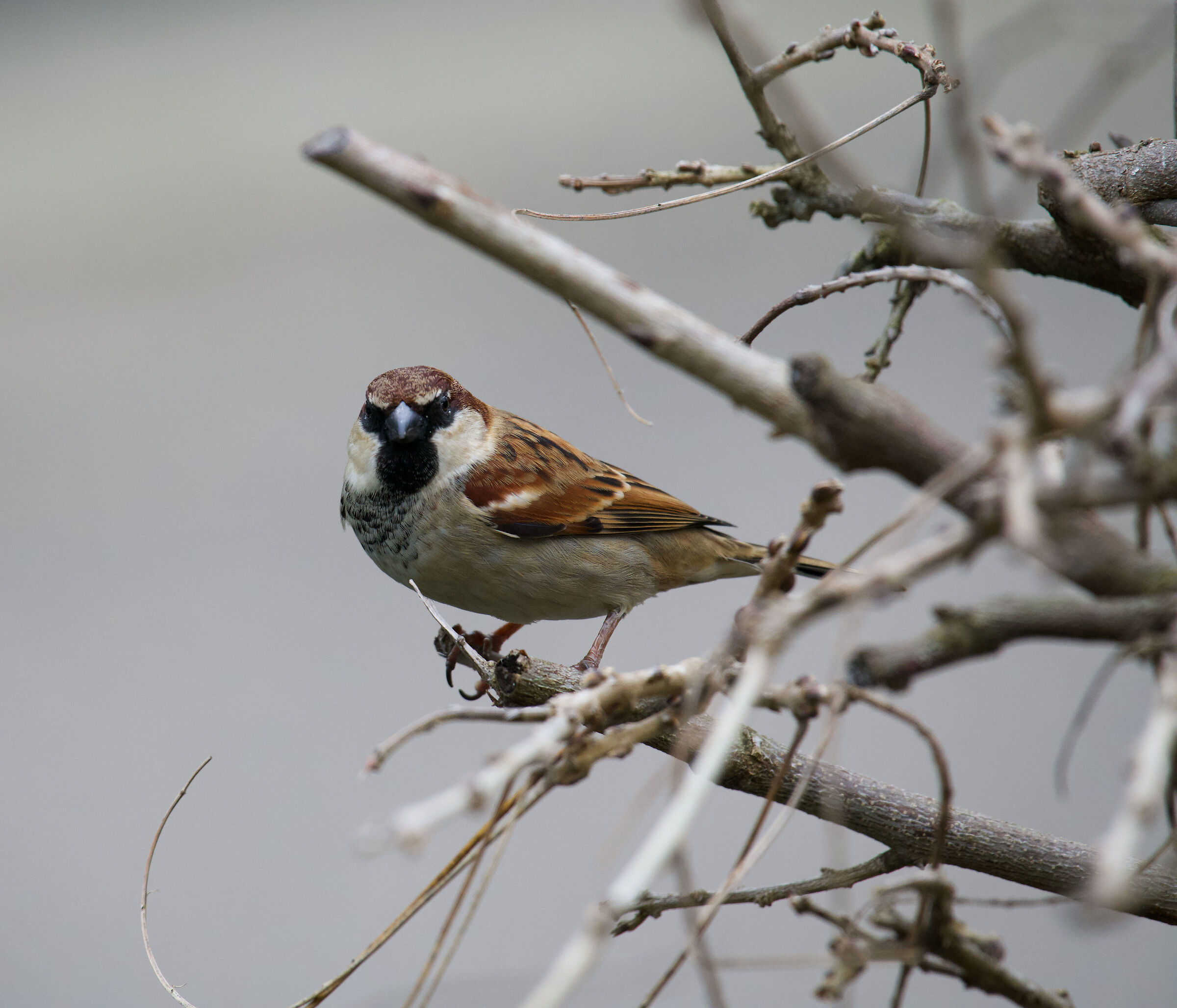 sparrow