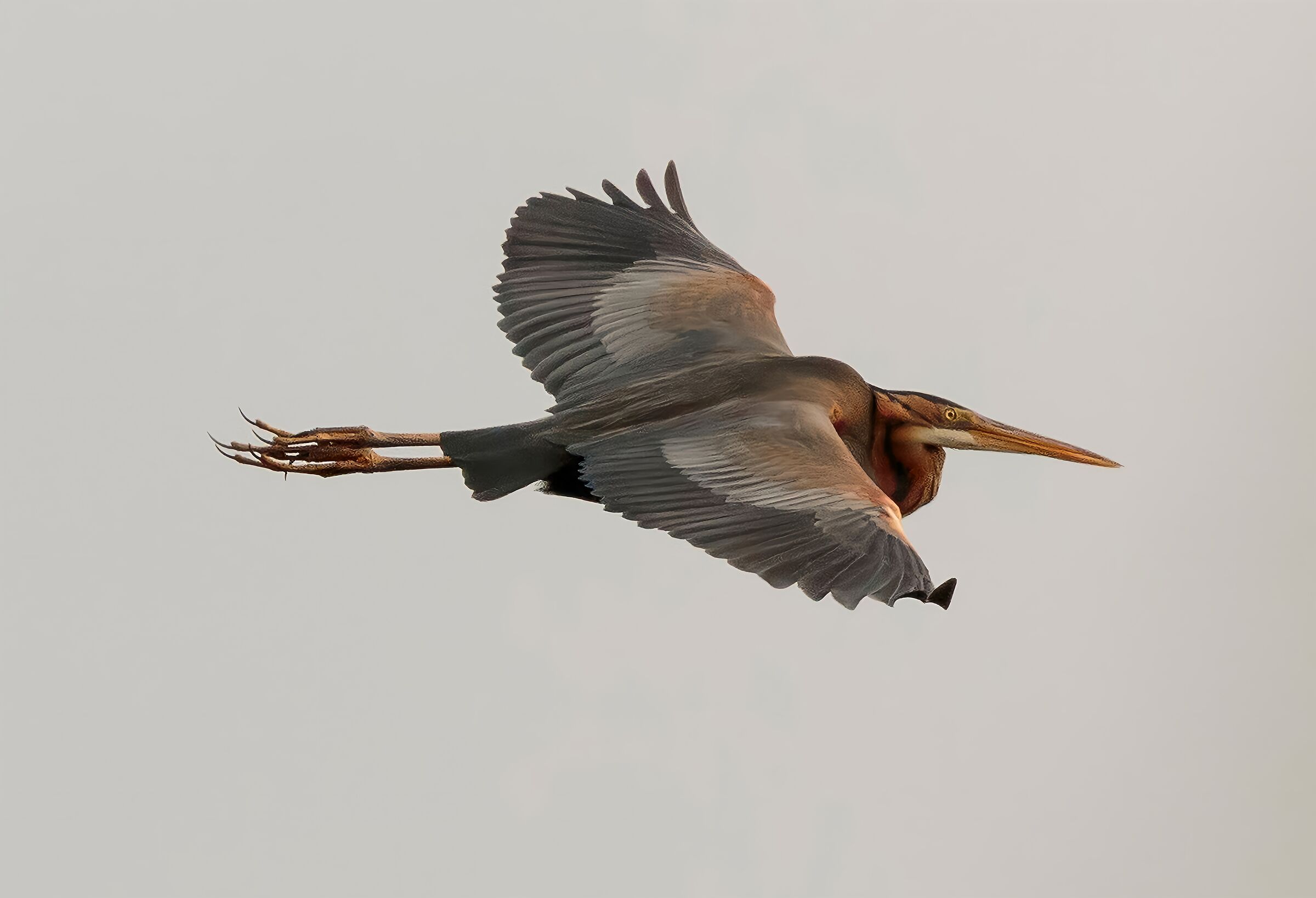 Purple Heron in flight Oasi Lipu Cesano M MB 5/05/2024