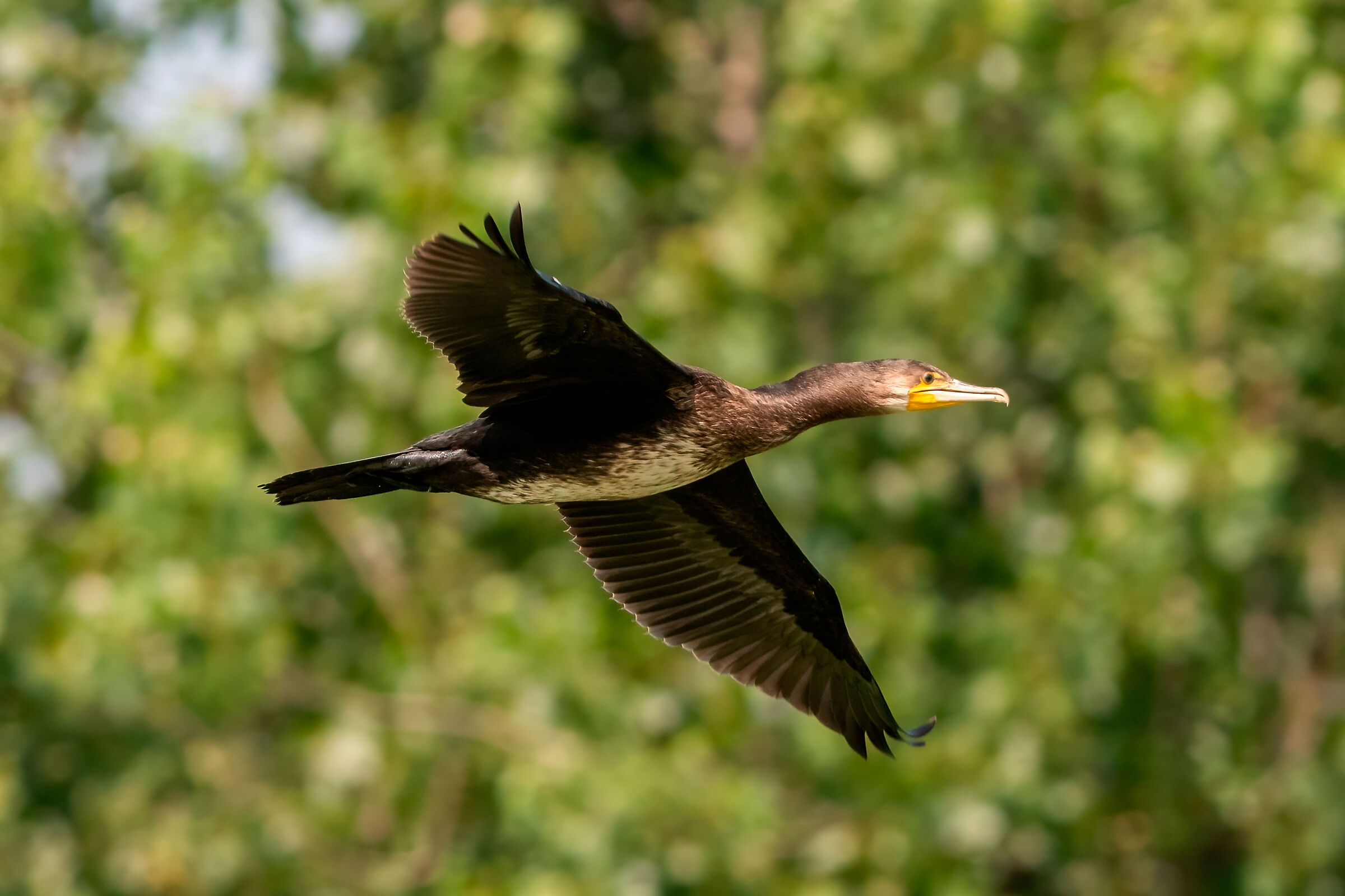 Cormorant in flight