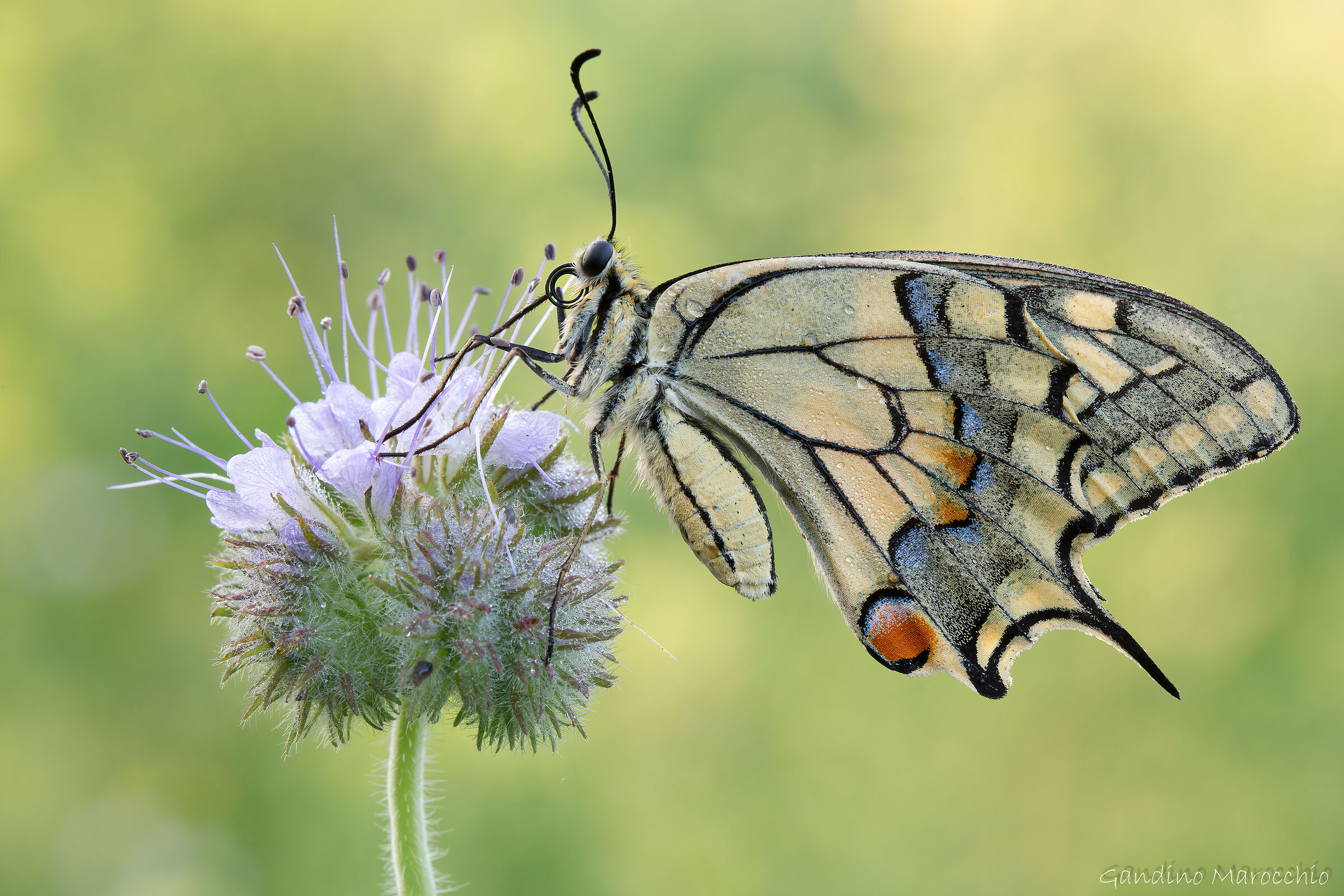 Papilio Machaon