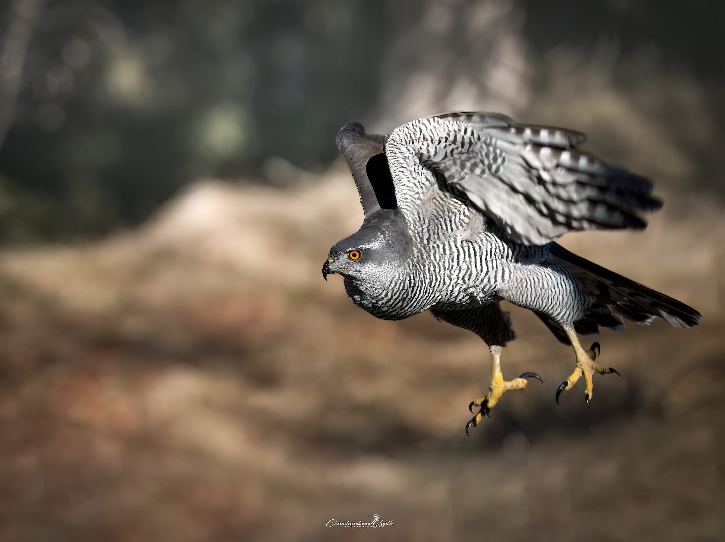 goshawk