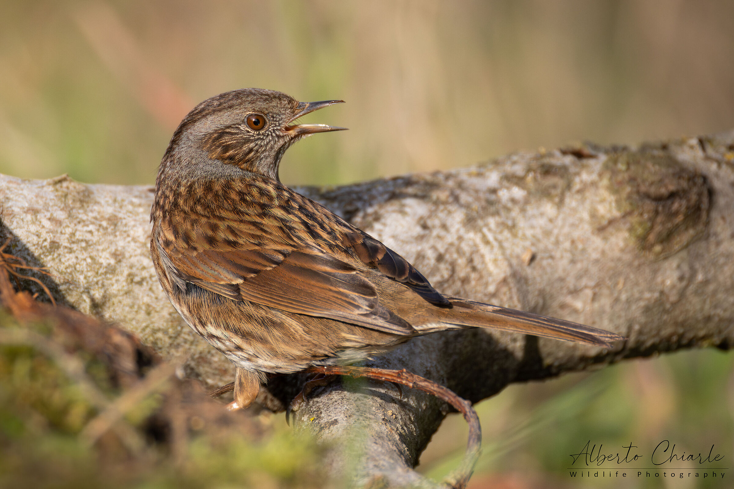 Dunnock