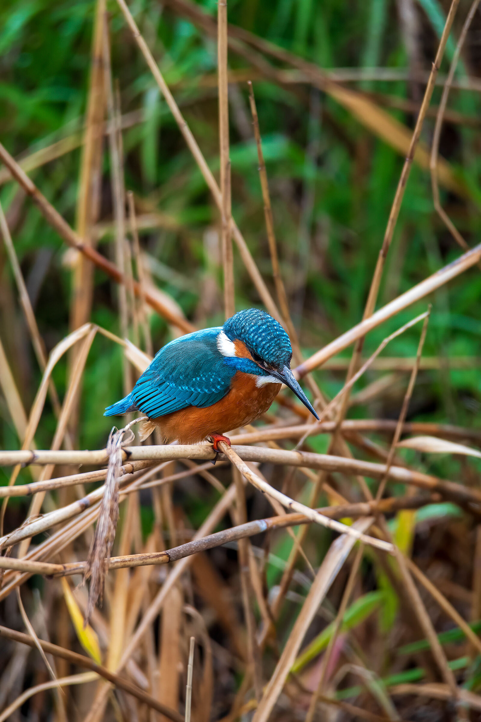Un Martino Impegnato e molto attento.