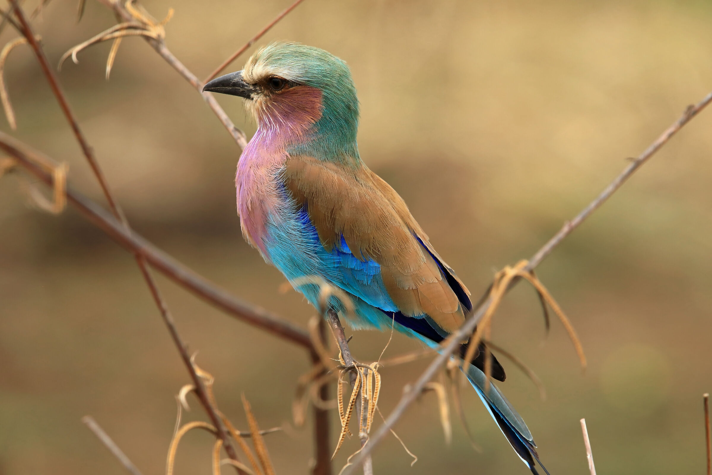 European rollerlilac