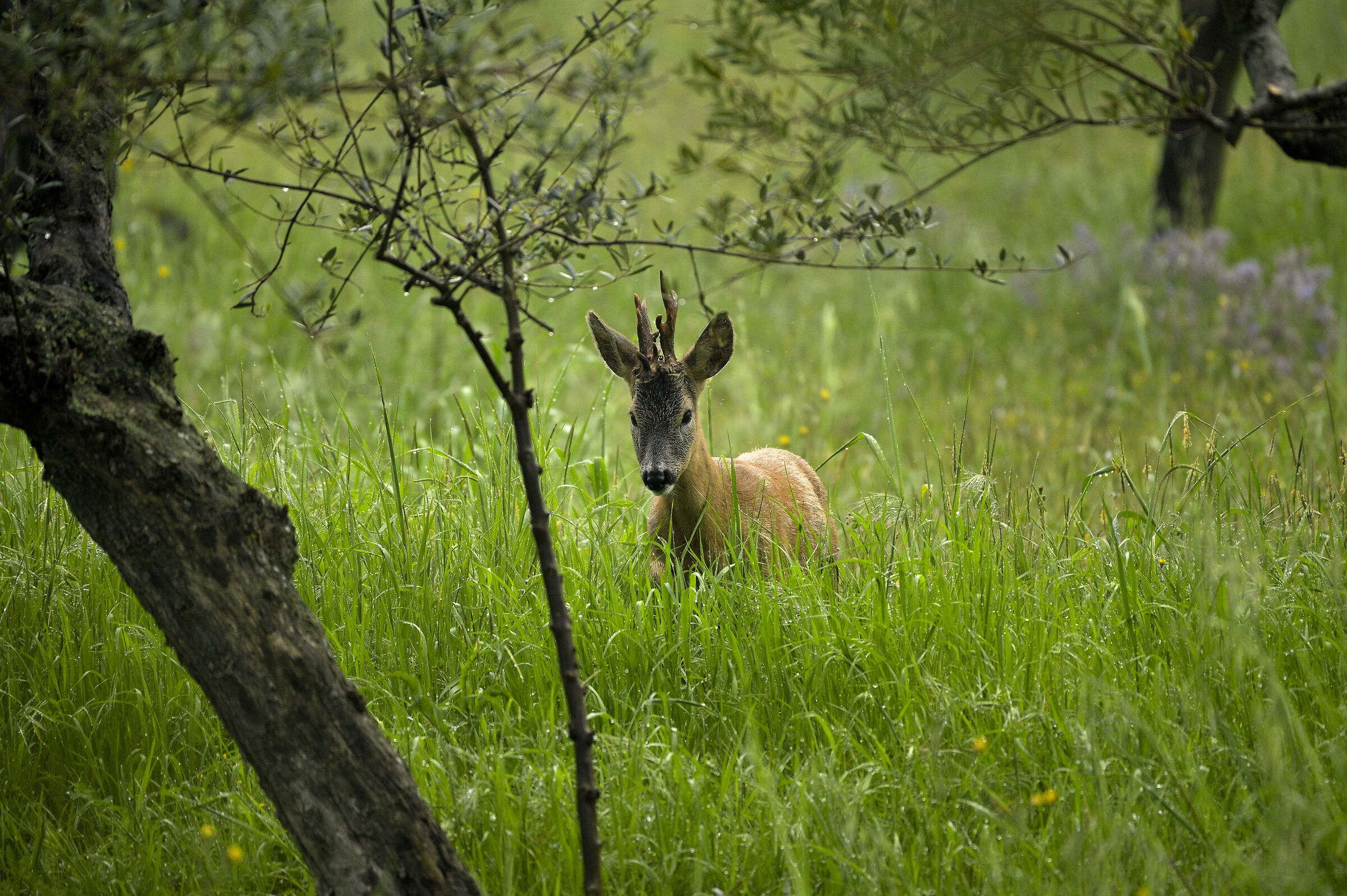 Fallow deer