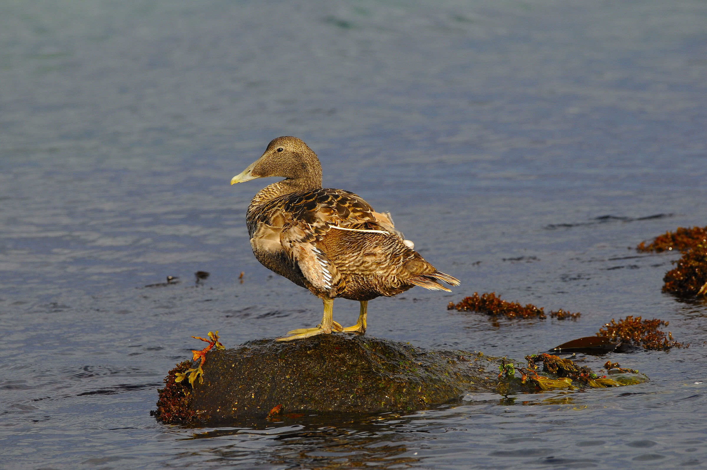 Eider