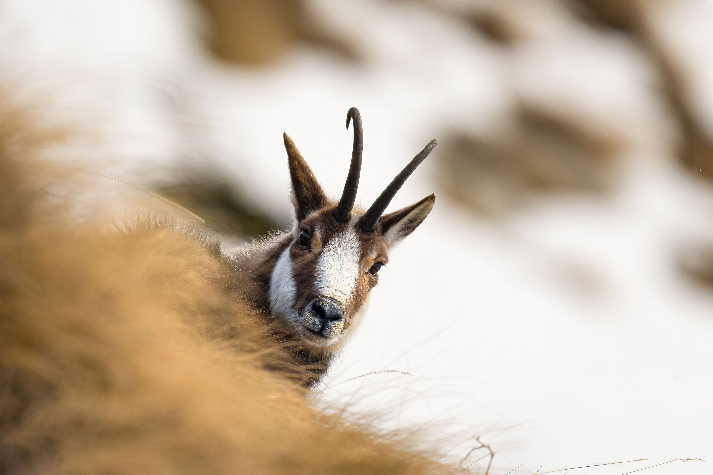 Chamois - Gran Paradiso National Park
