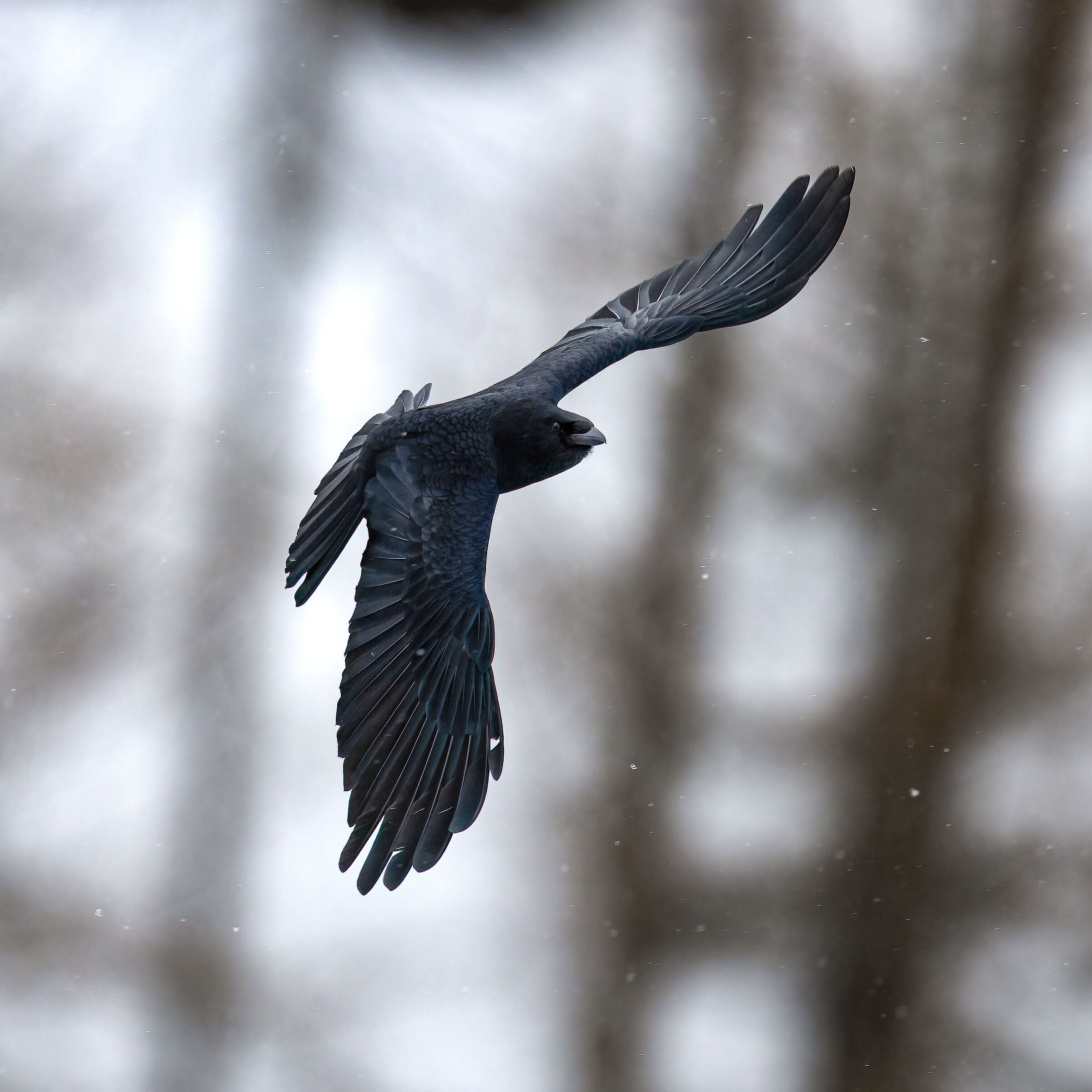 Raven - Gran Paradisoo National Park