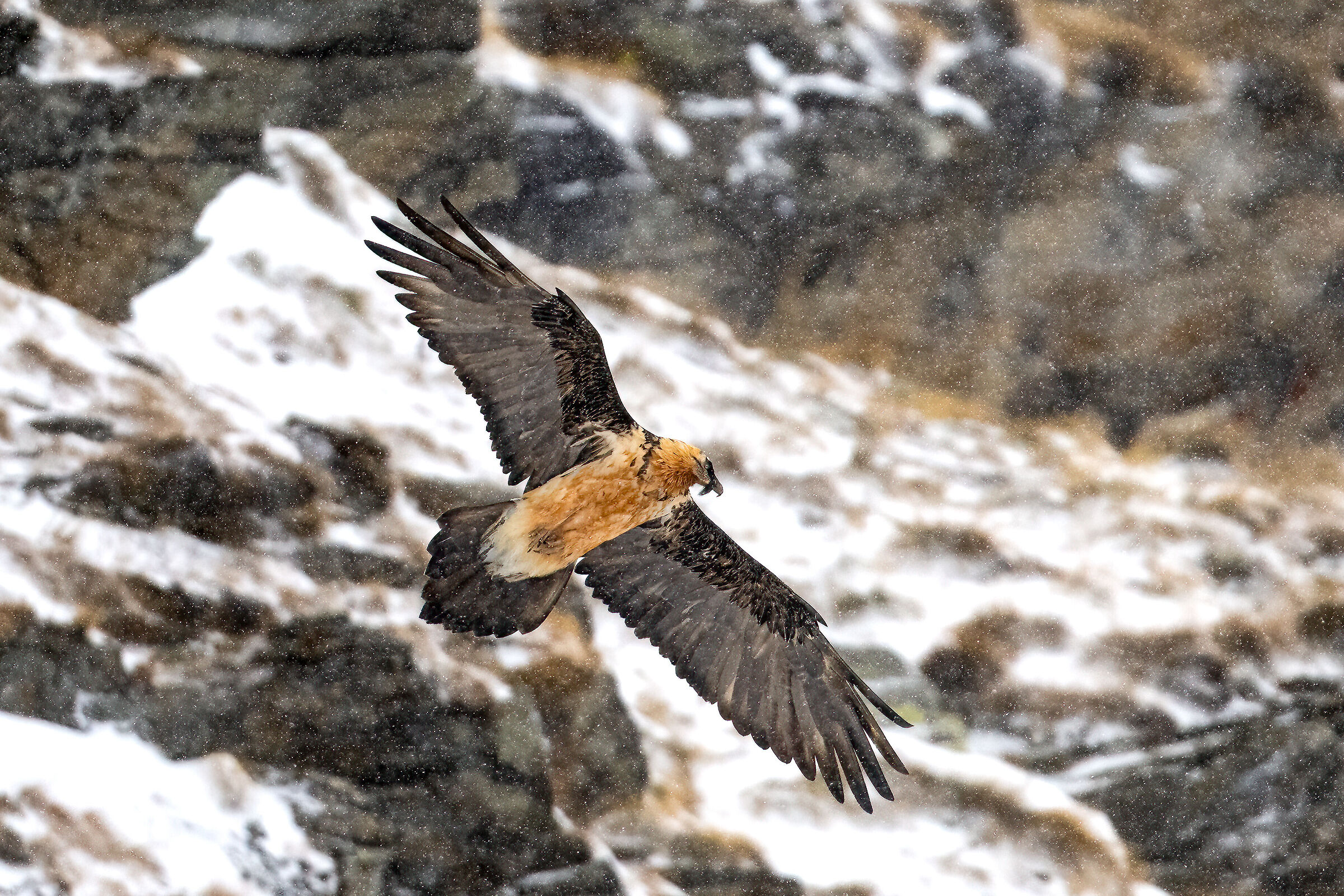 Gypaetus barbatus - Parco Nazionale del Gran Paradiso