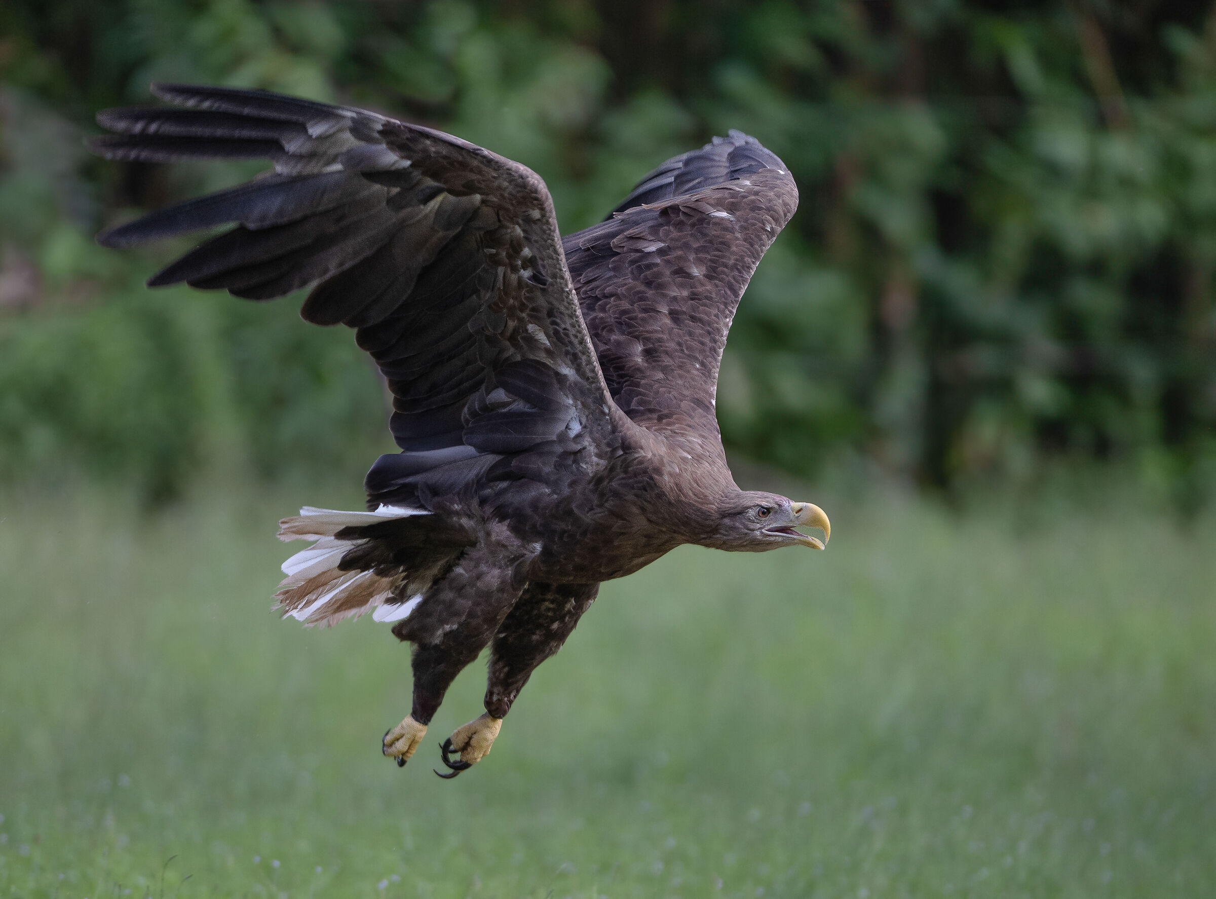 Aquila di mare coda bianca