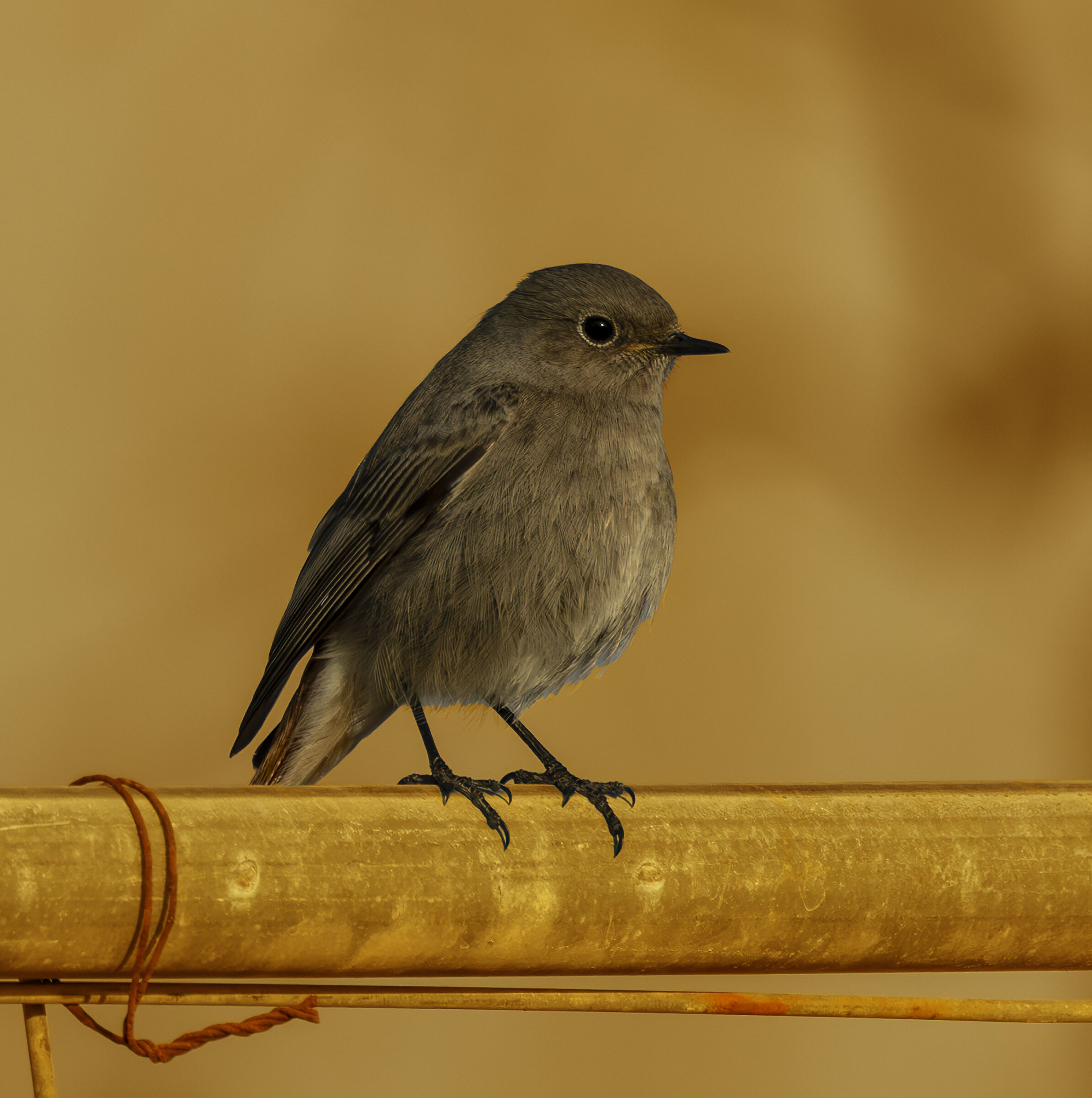black redstart
