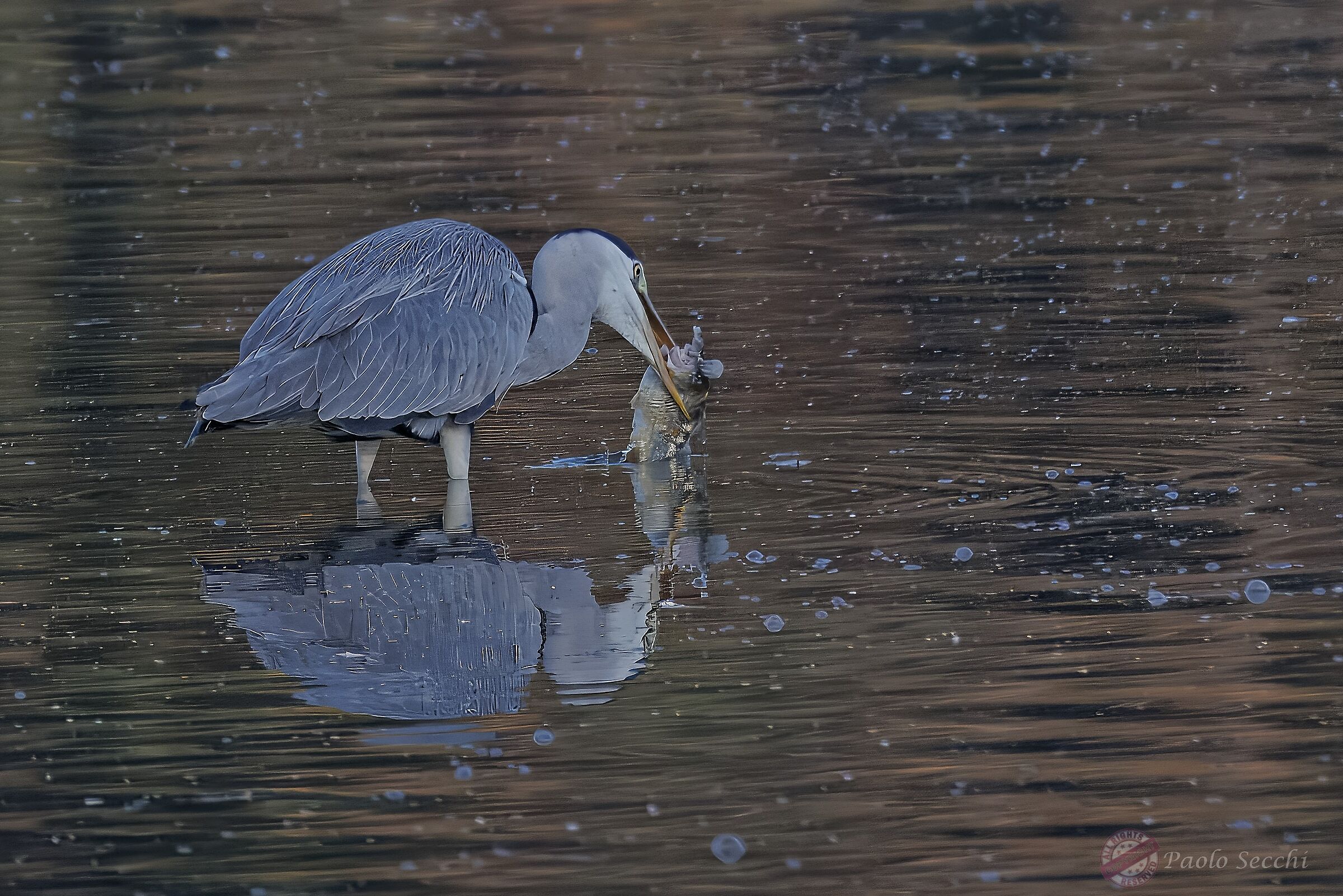 Fishing for ... magnificence!