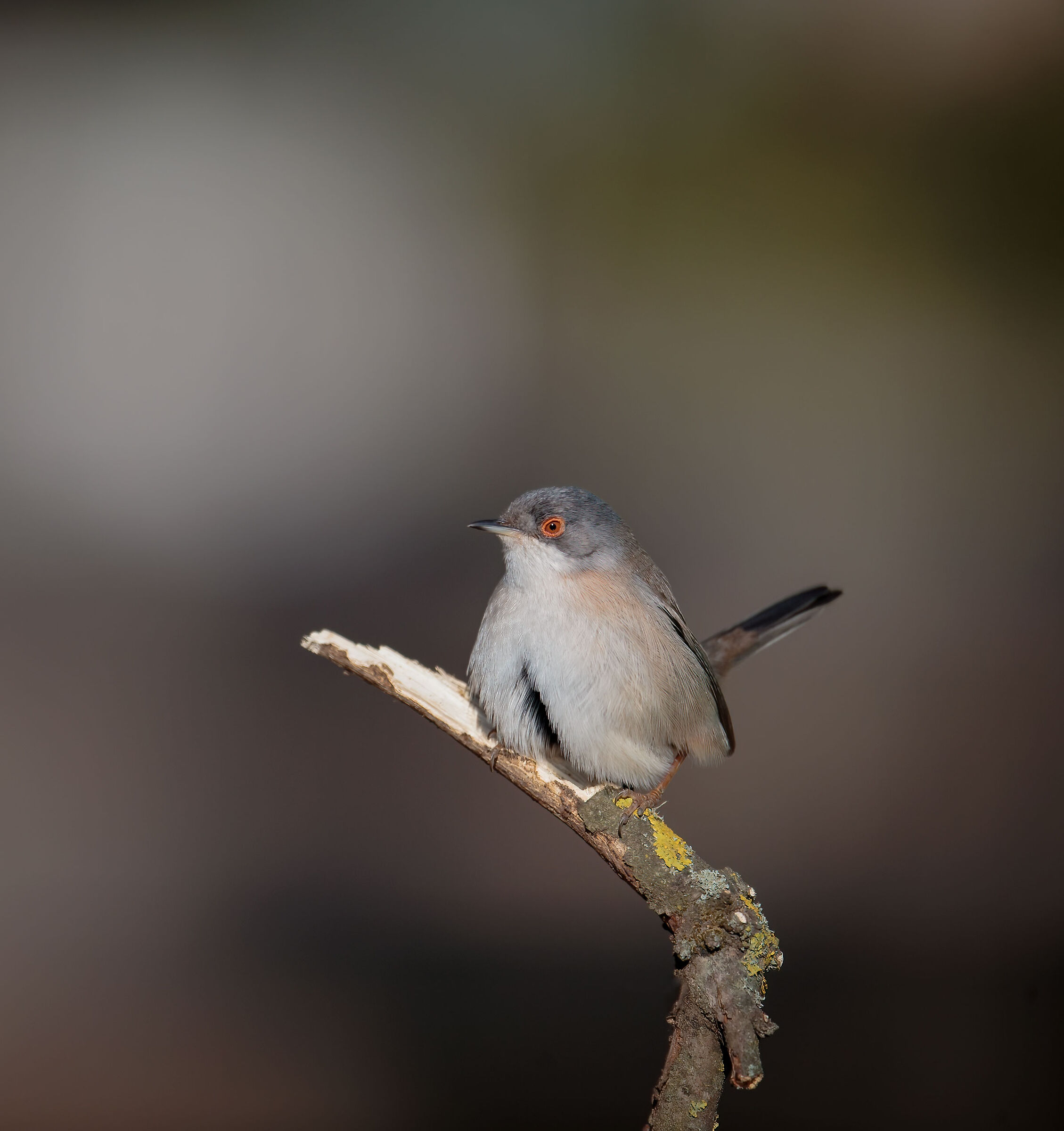 Femminuccia di occhiocotto