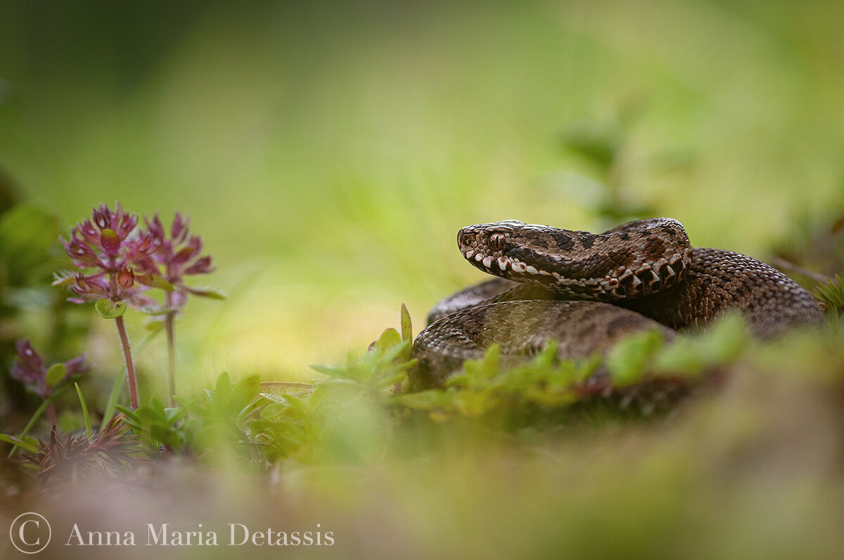 Giovane marasso Vipera berus