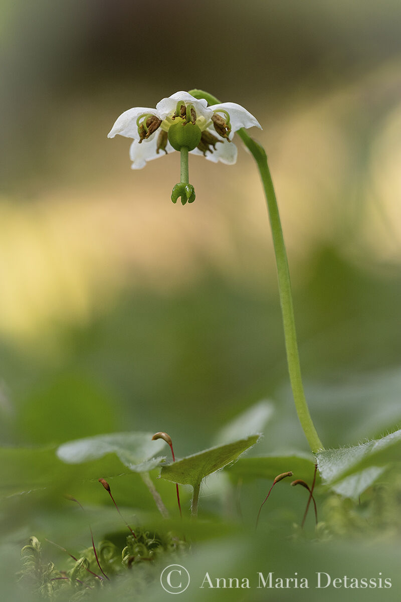 Moneses uniflora