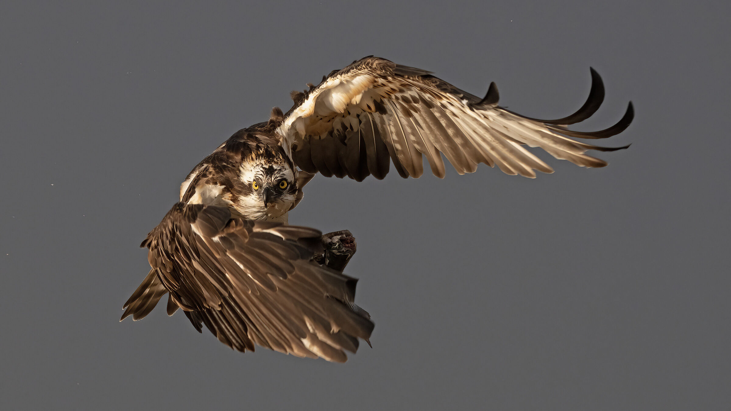 The turn of the hawk