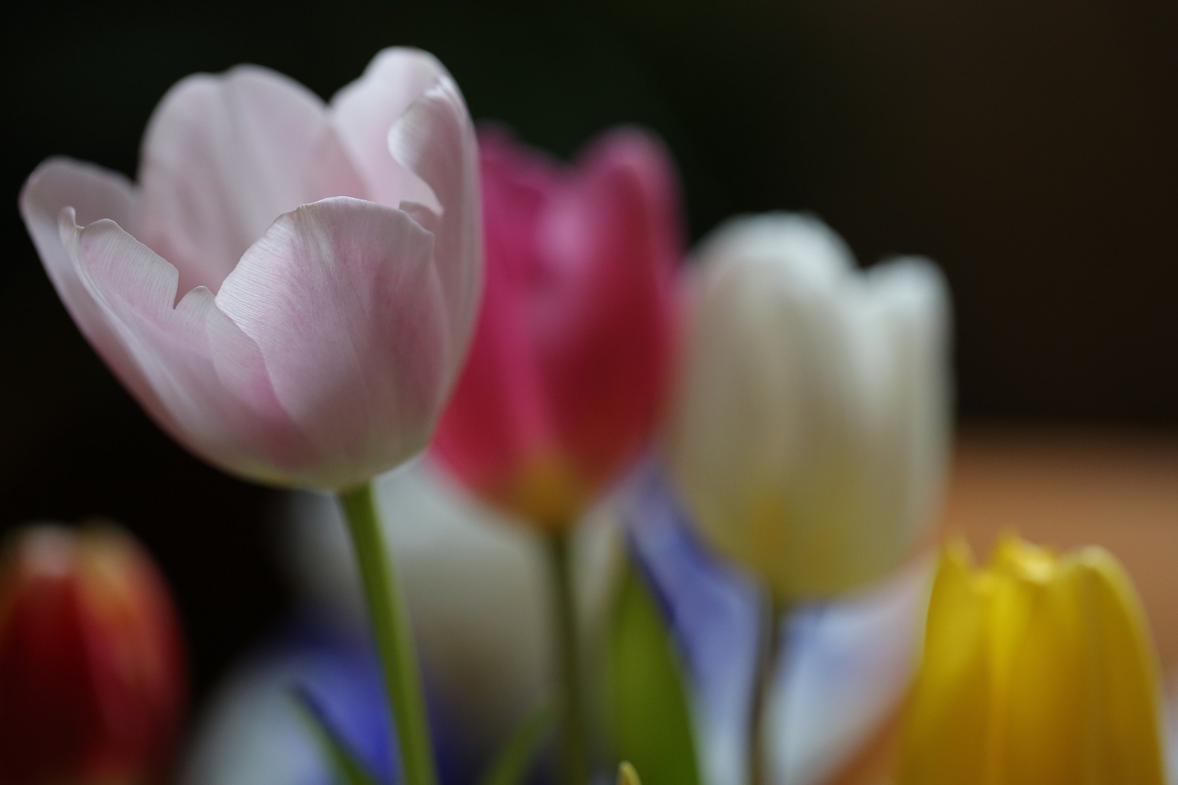 tulips