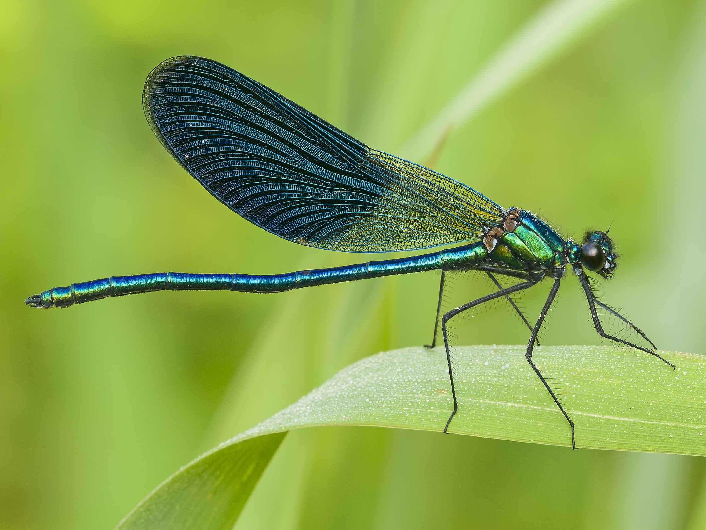 calopteryx splendens male (Harris, 1782)