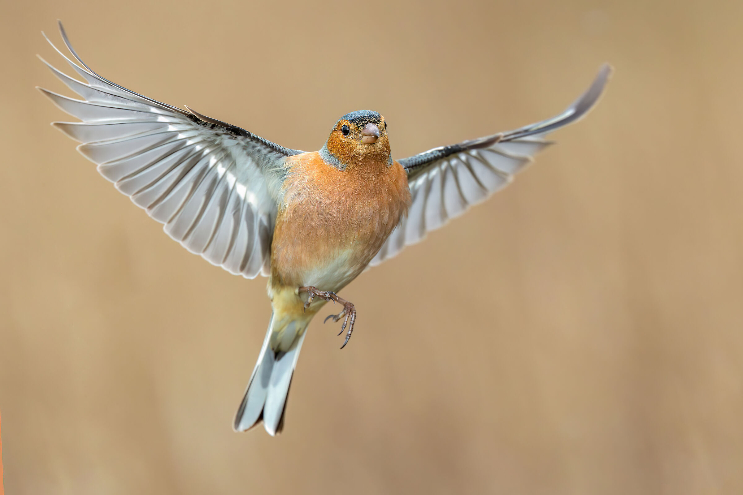 Chaffinch