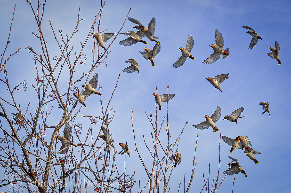Eurasian Sniper Bombycilla garrulus