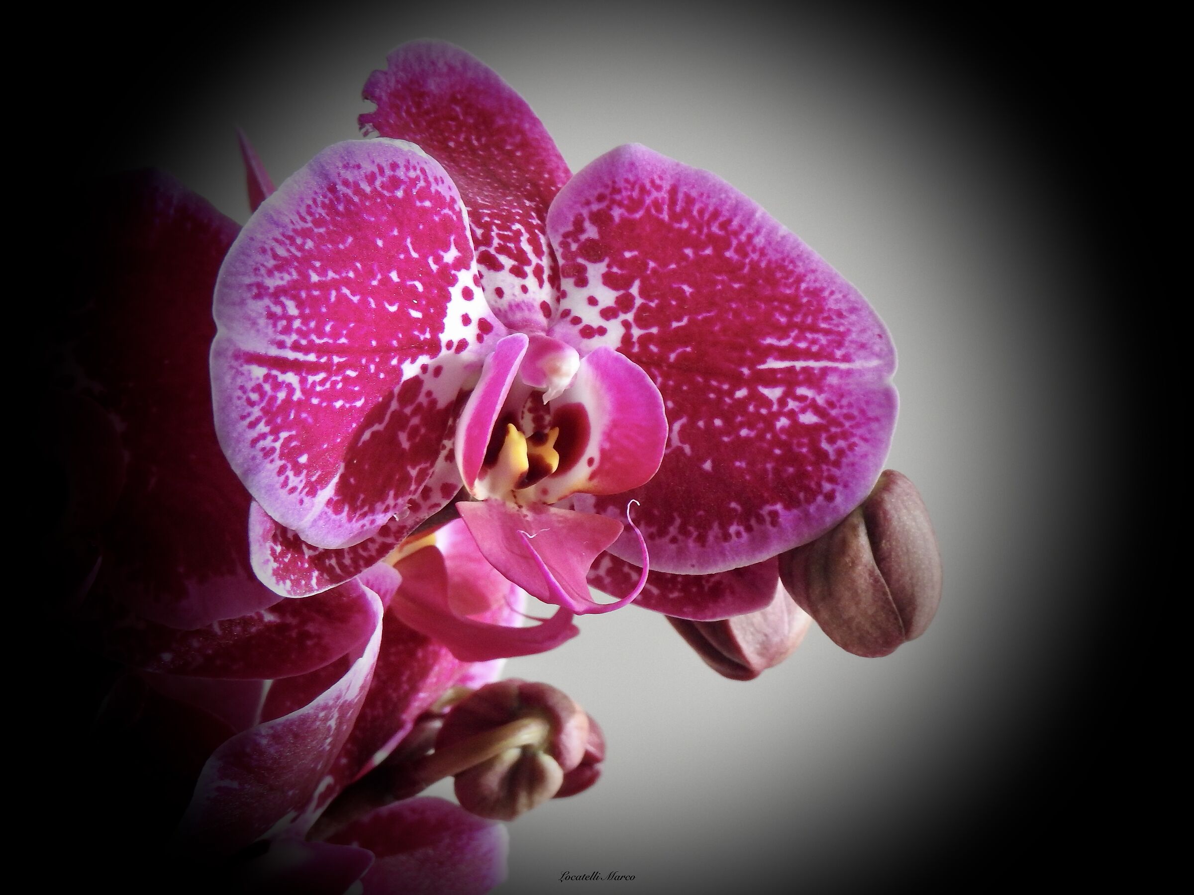 orchid