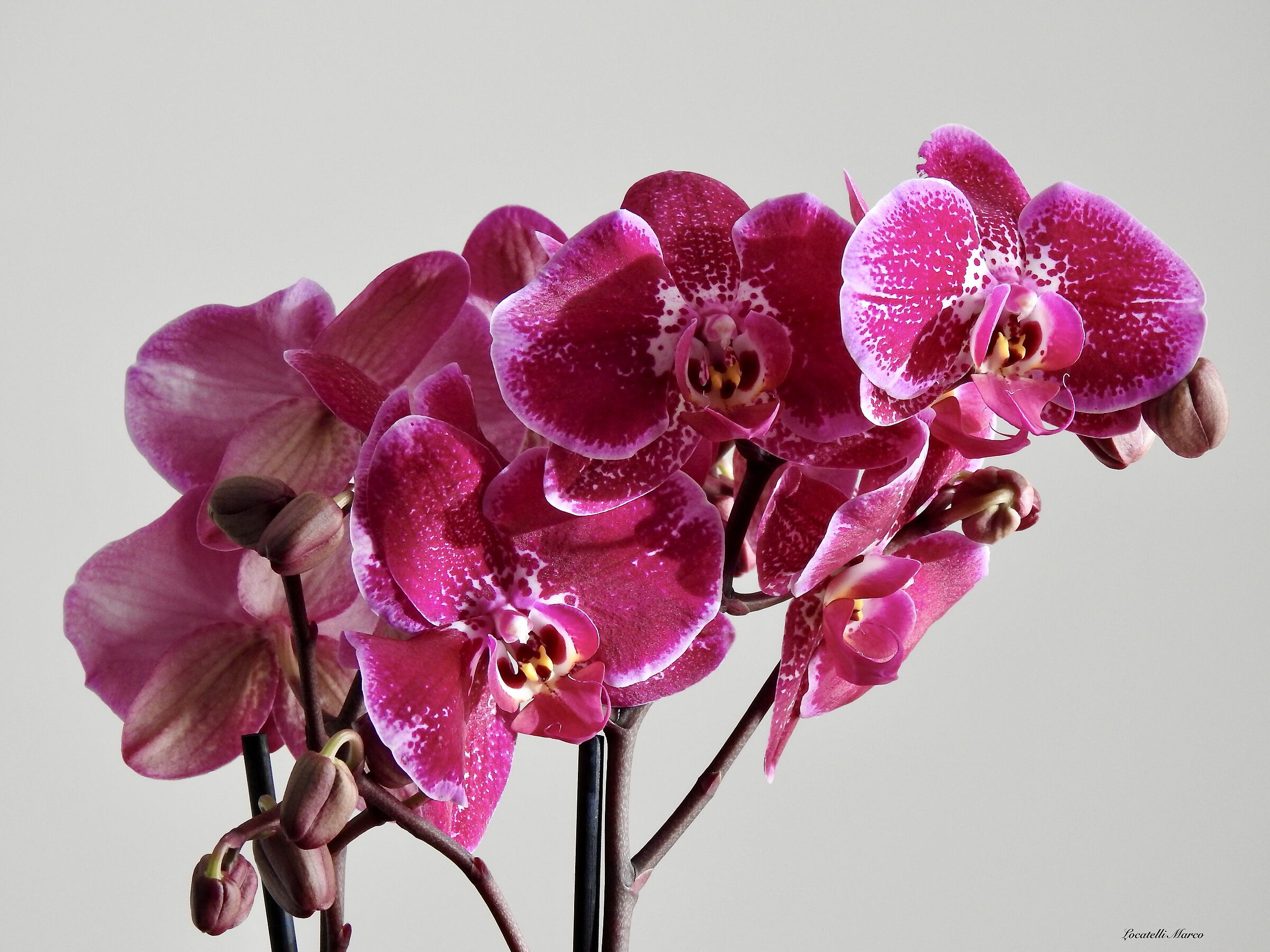 Orchid