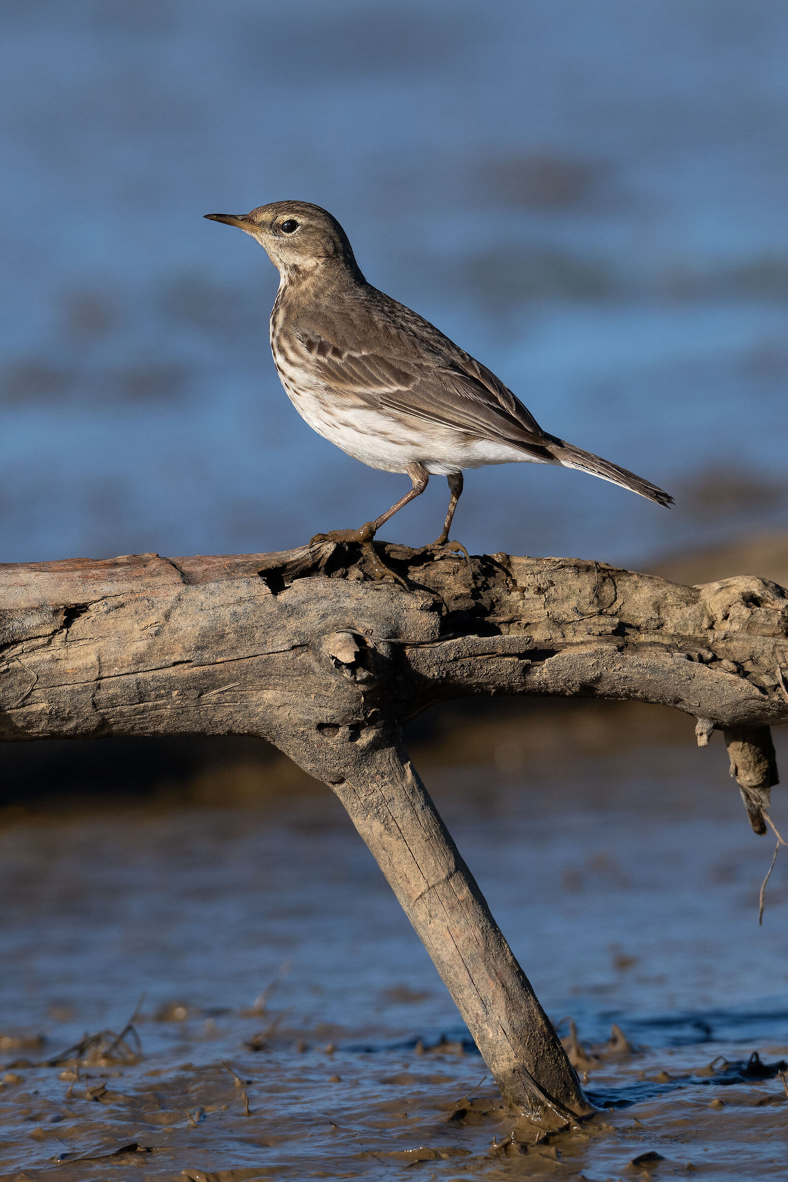 Water pipit