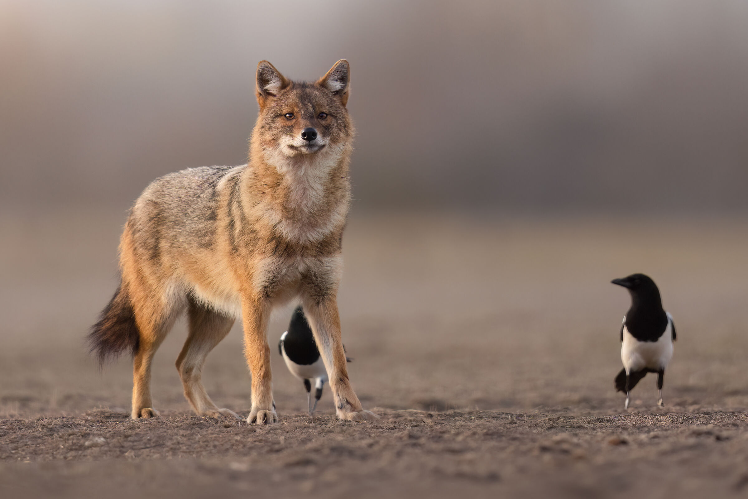 Golden Jackal
