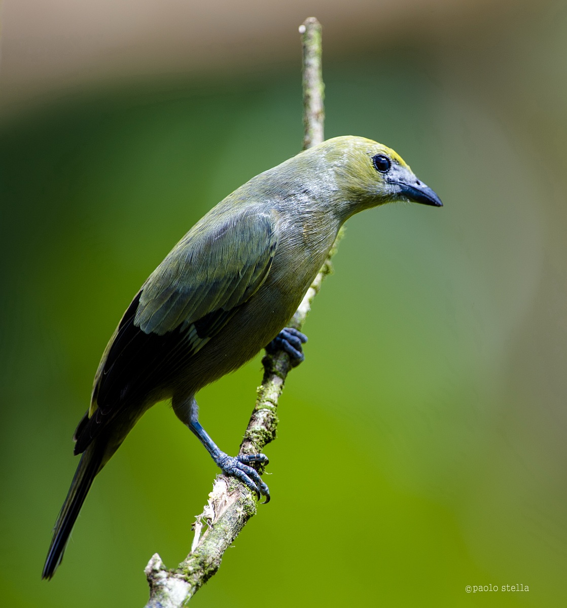 Palm Tanager