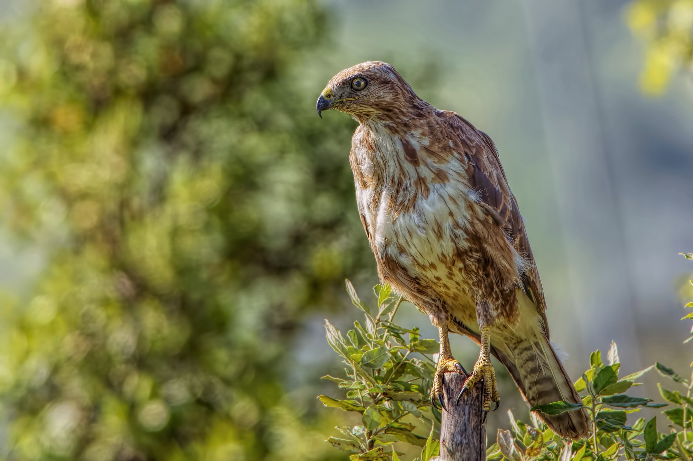 Poiana (Buteo buteo)