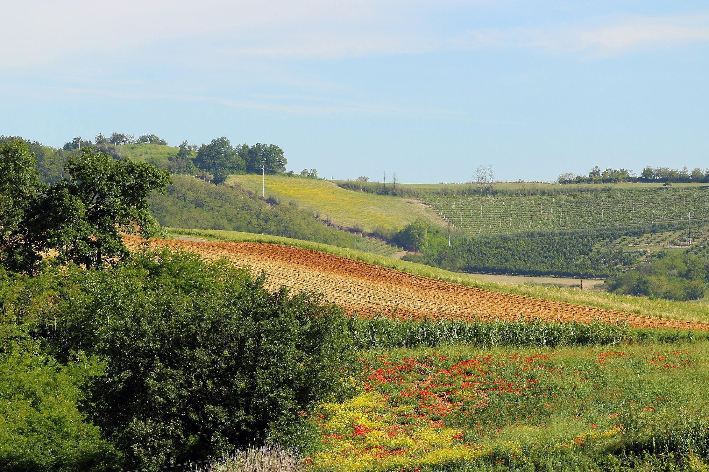The colors of the Monferrato