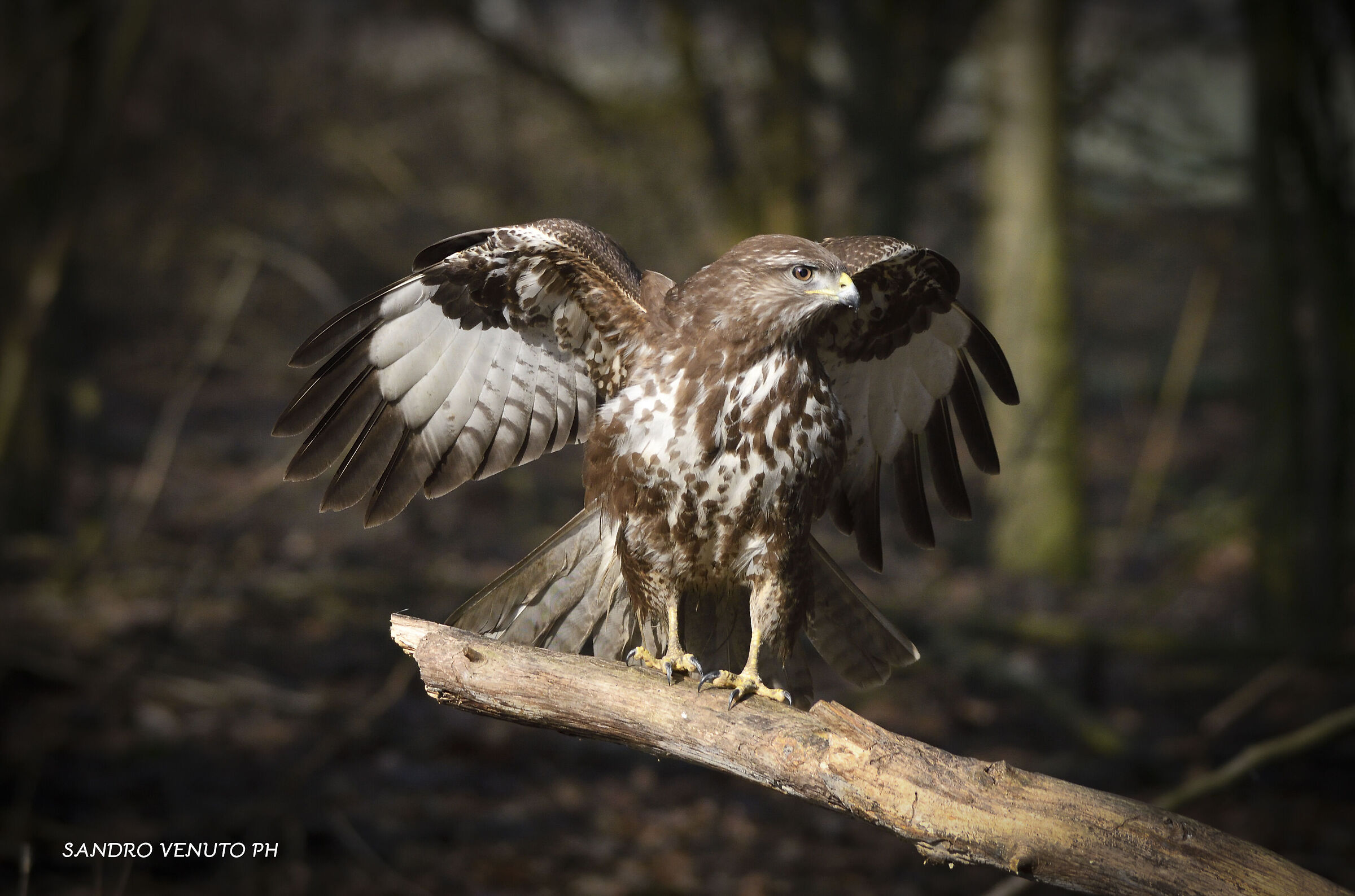 Poiana (Buteo buteo)