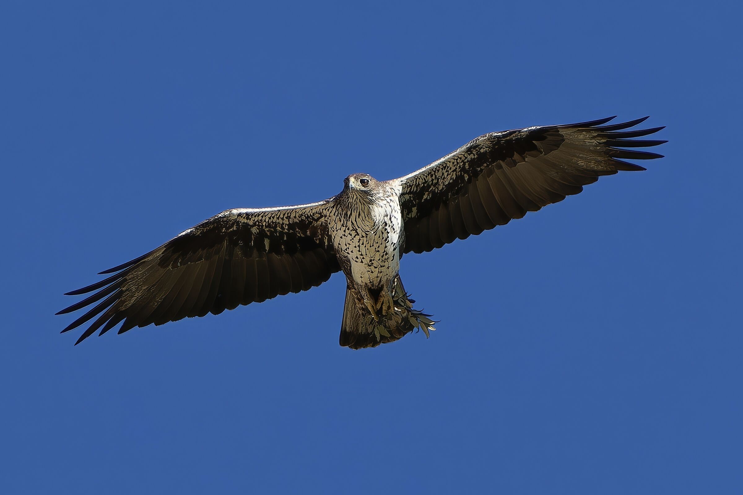 Bonelli's Eagle