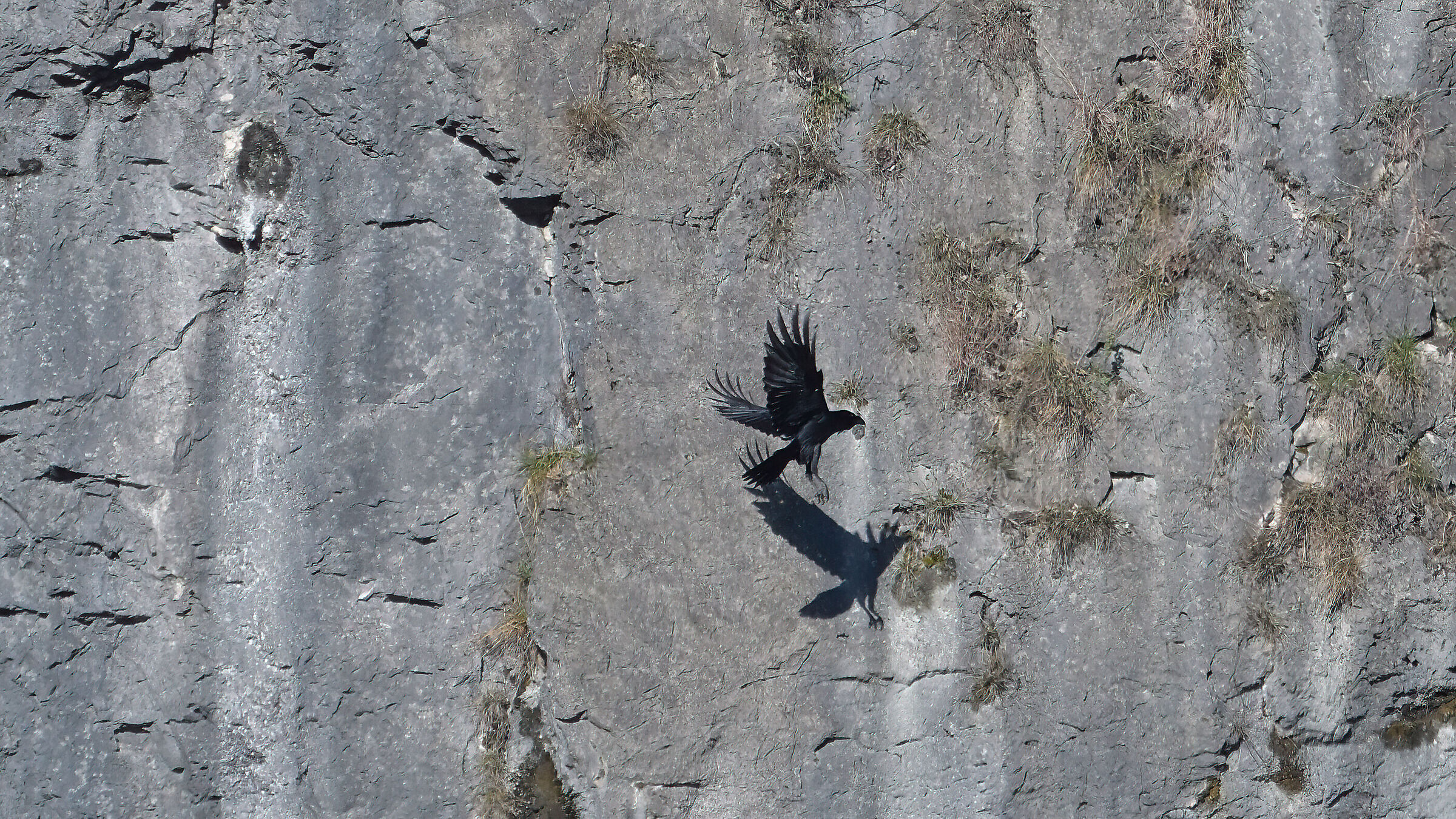 Raven