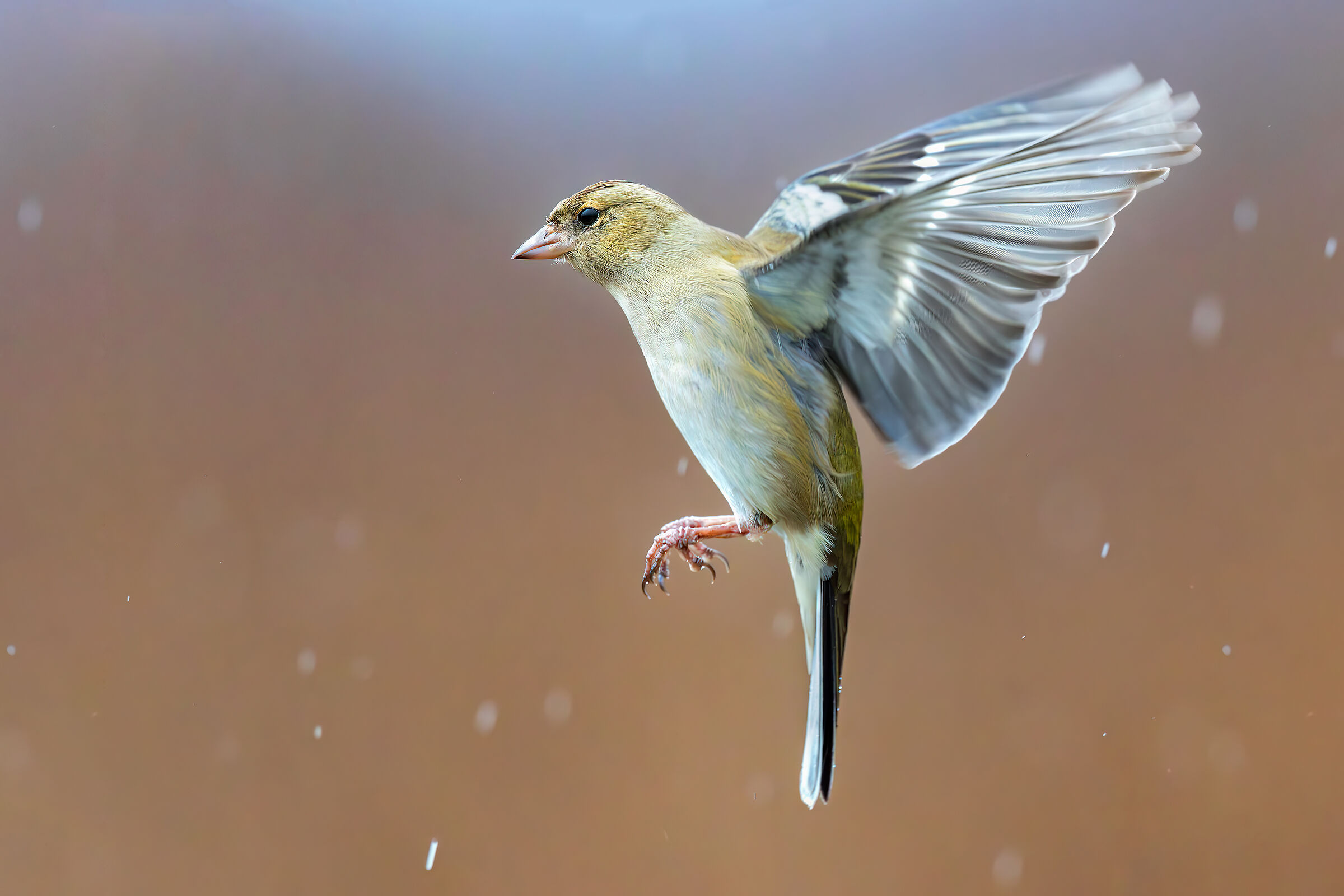 Female Finch