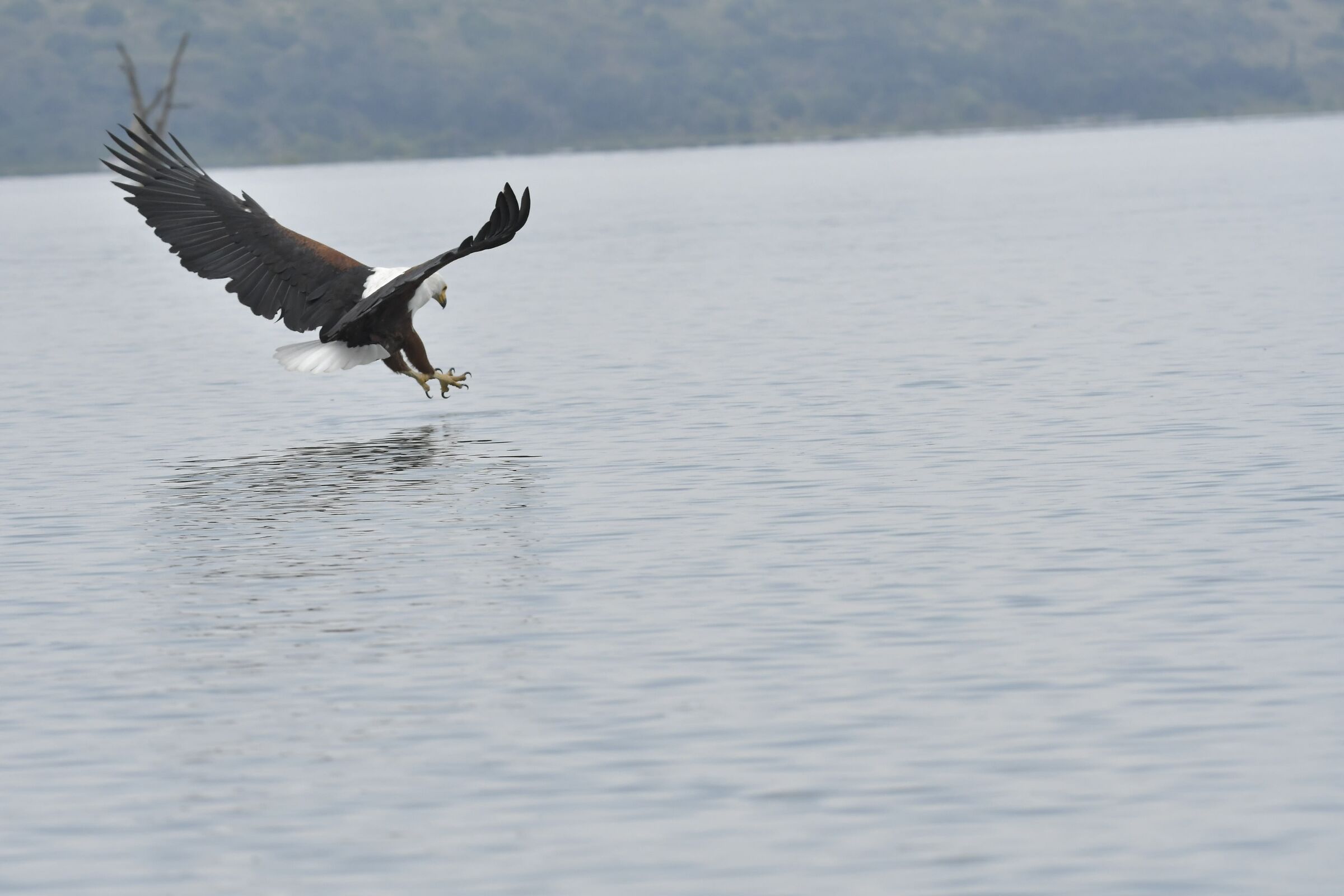 Fisch Eagle