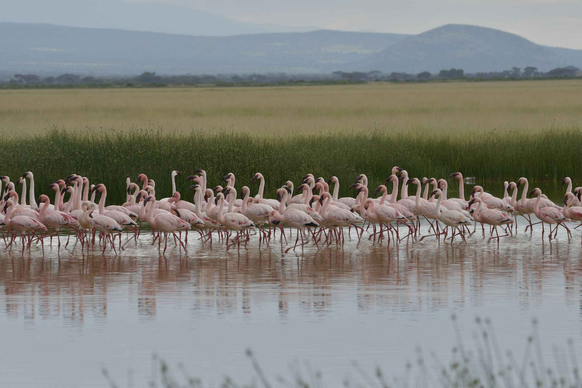 Flamingoes
