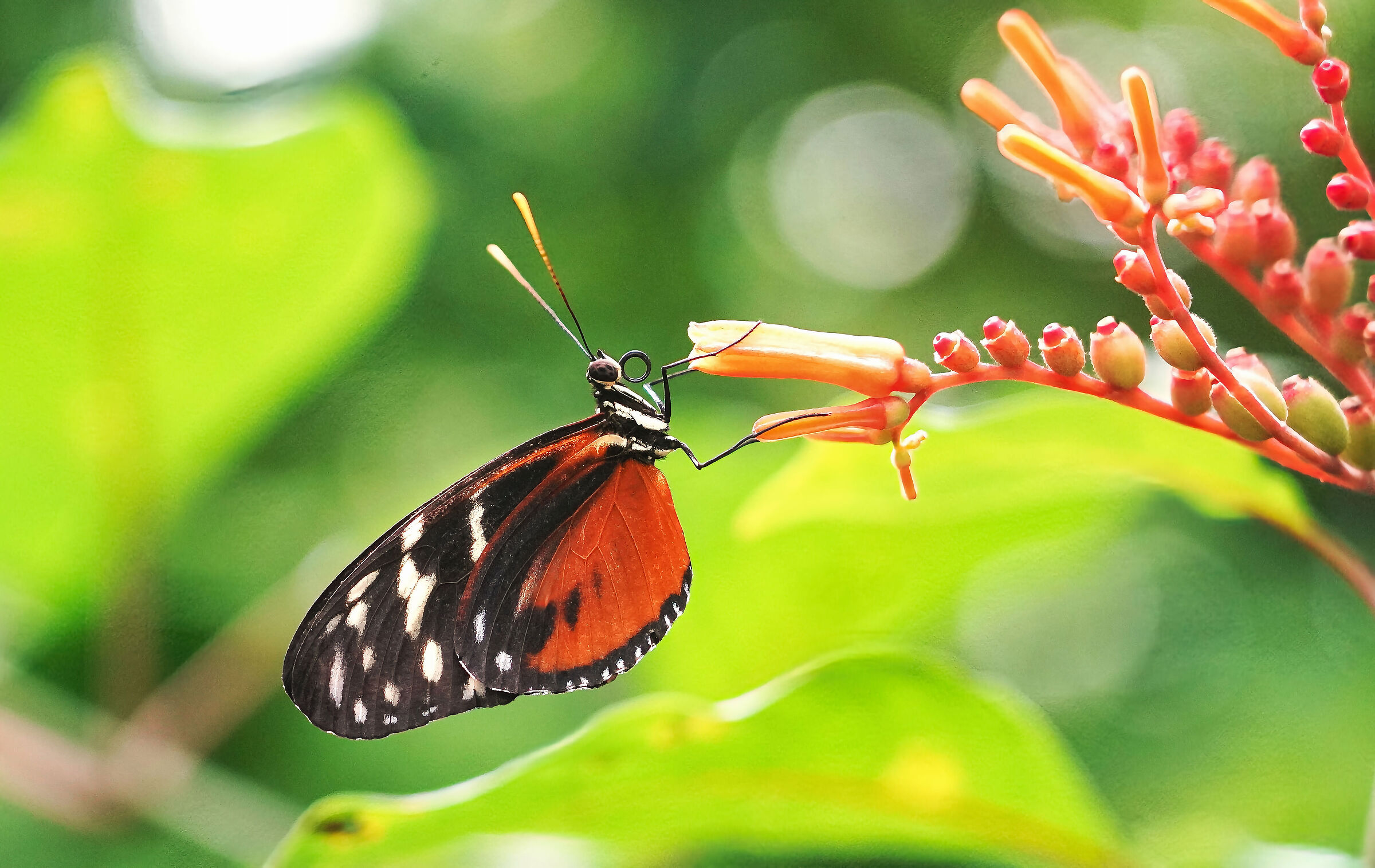 Exotic butterflies at Papiliorama Kerzers, Switzerland