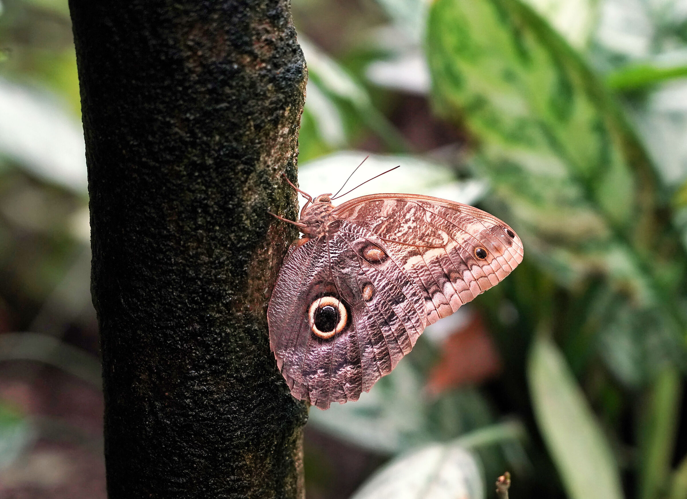 Exotic butterflies at Papiliorama Kerzers, Switzerland