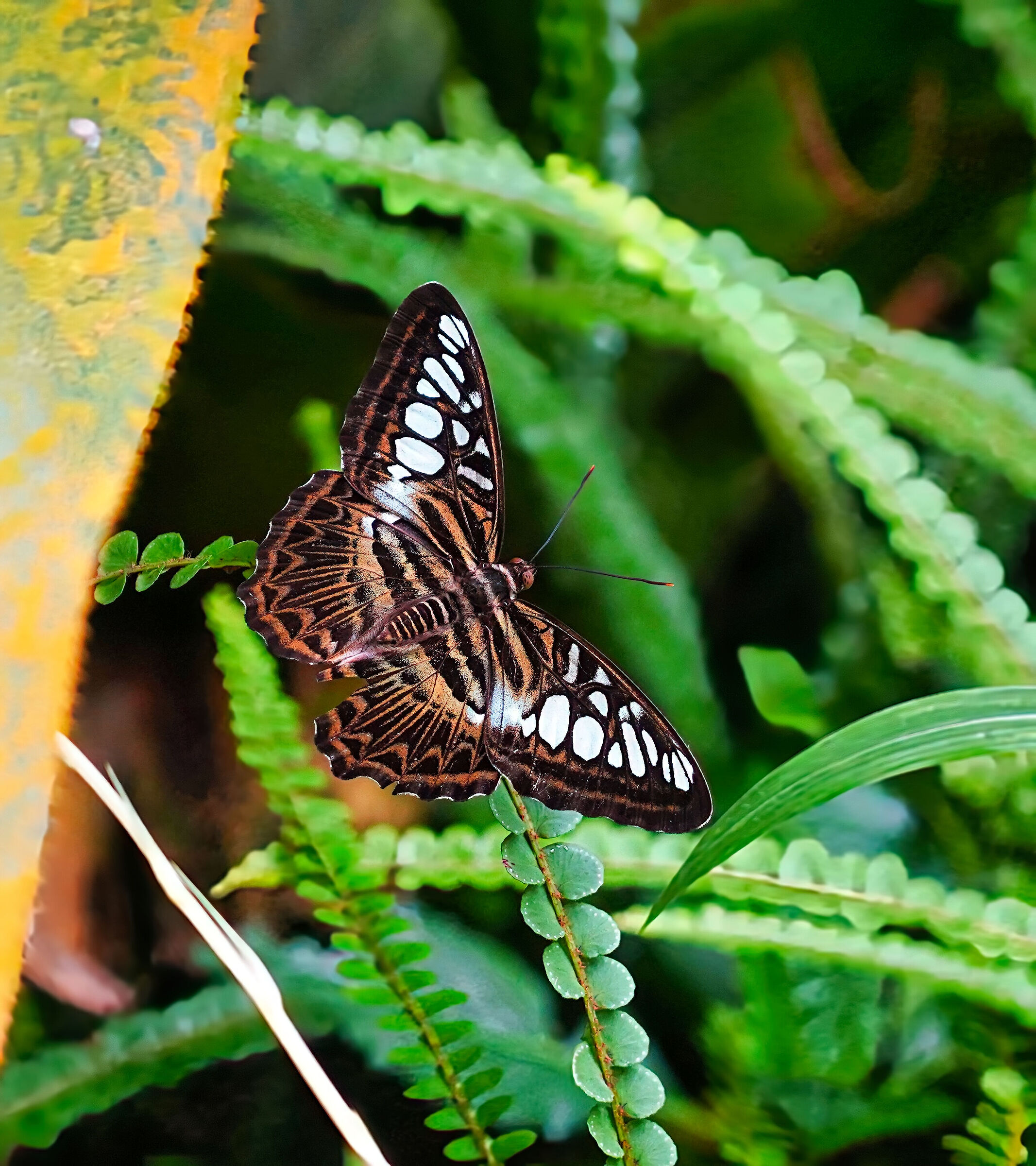 Farfalle esotiche al Papiliorama Kerzers, Svizzera