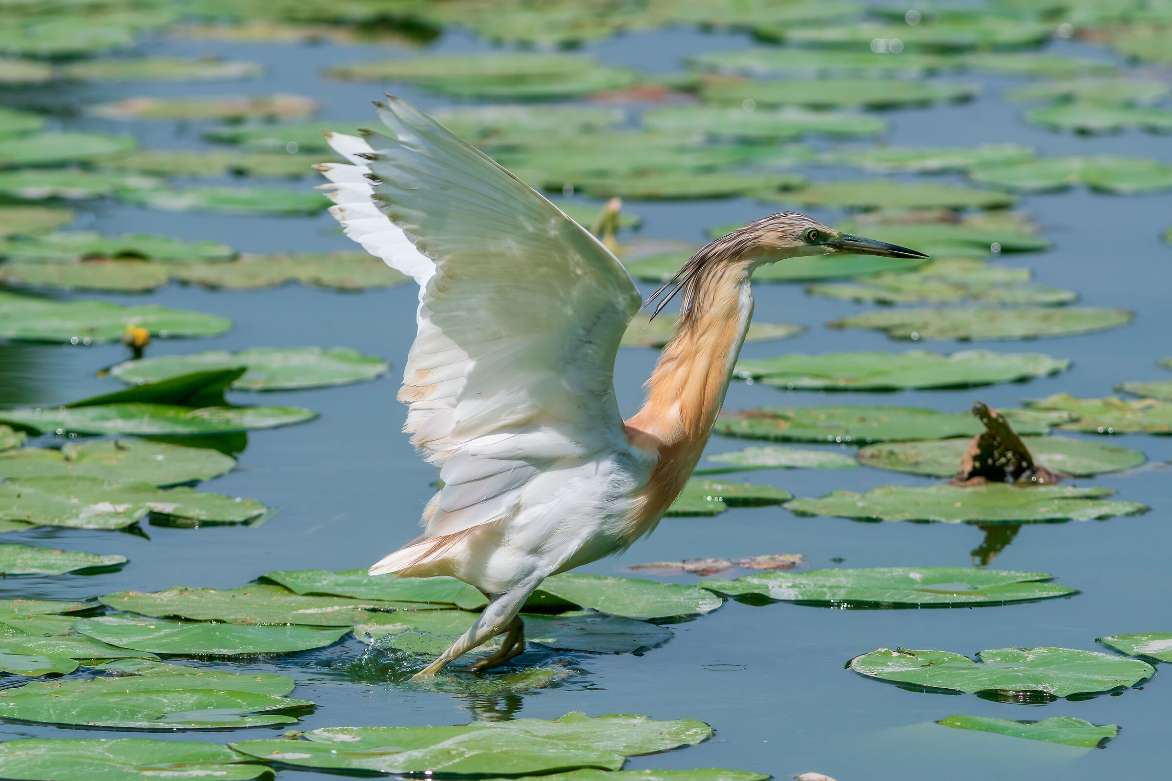 The detachment of the squacco heron