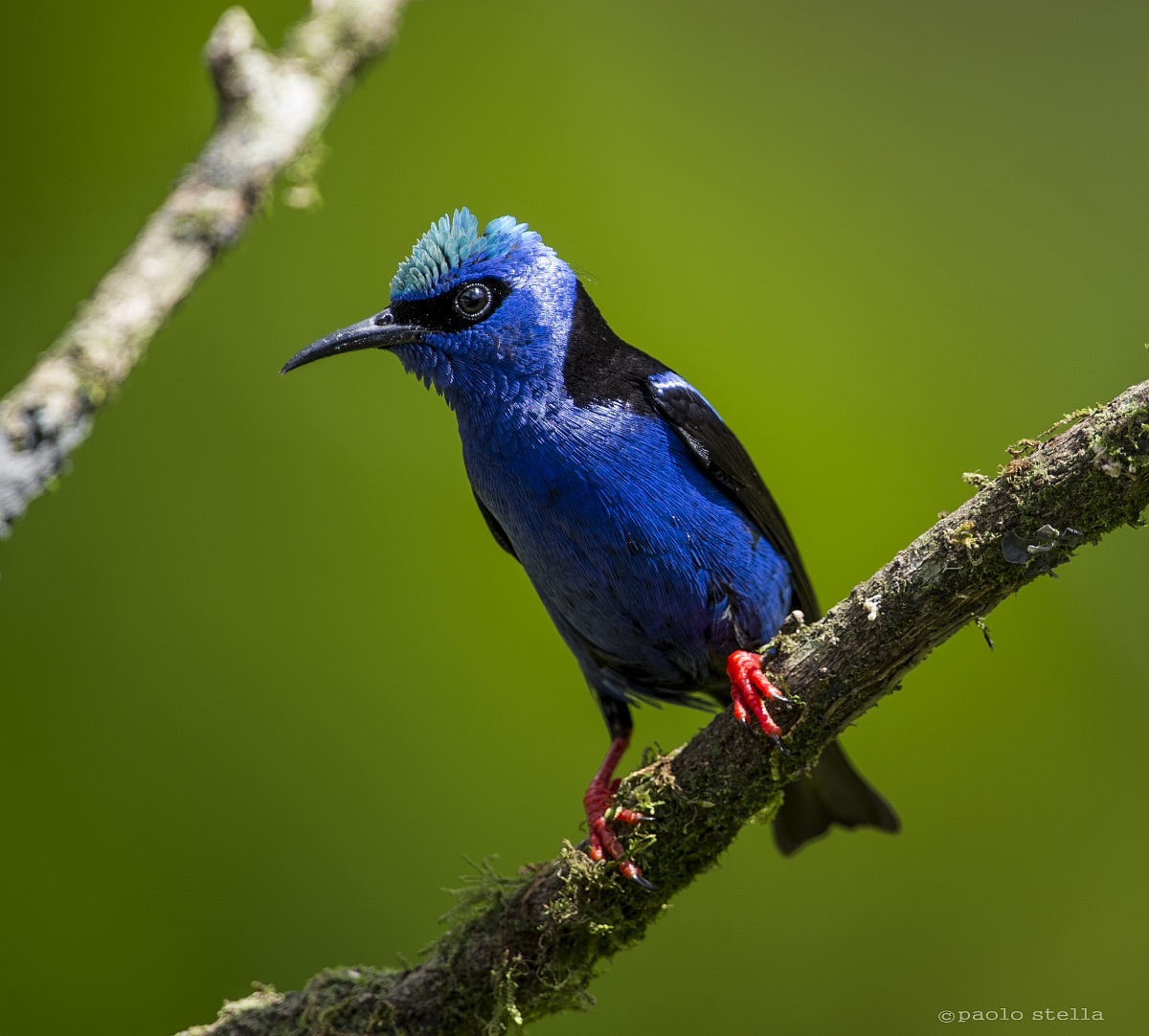 legs red - Red-legged Honeycreeper