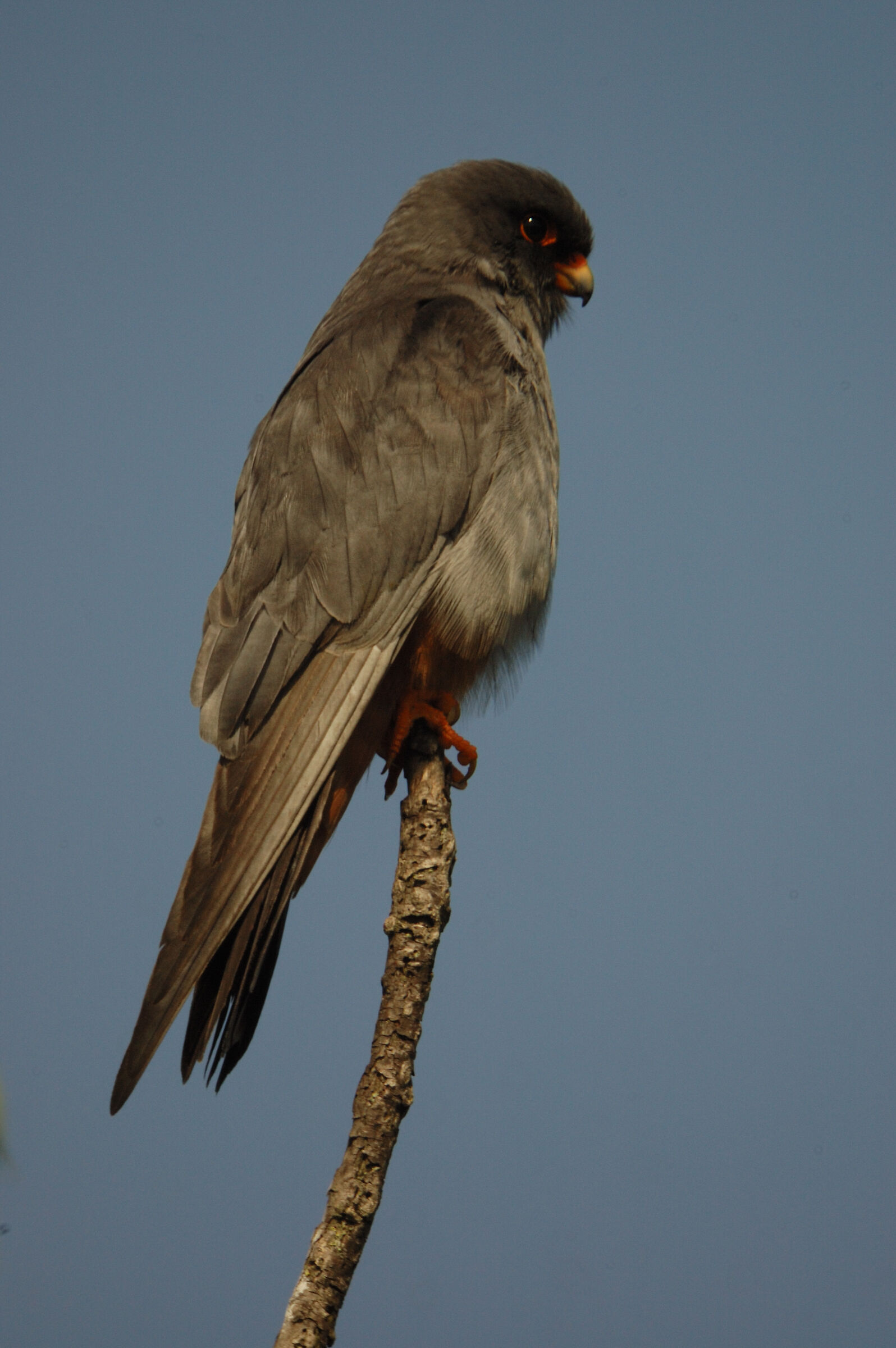 Cuckoo Falcon