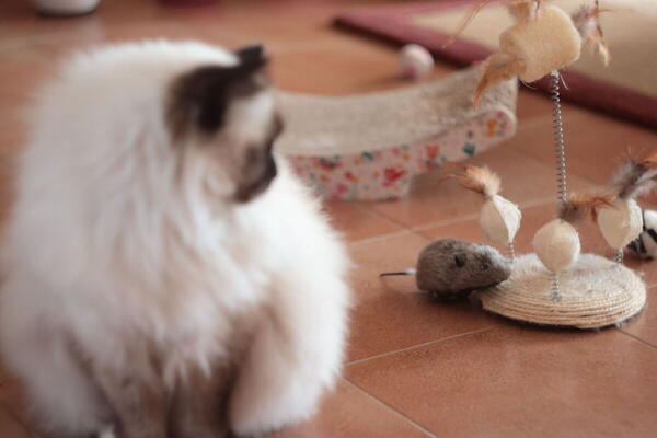 Foto