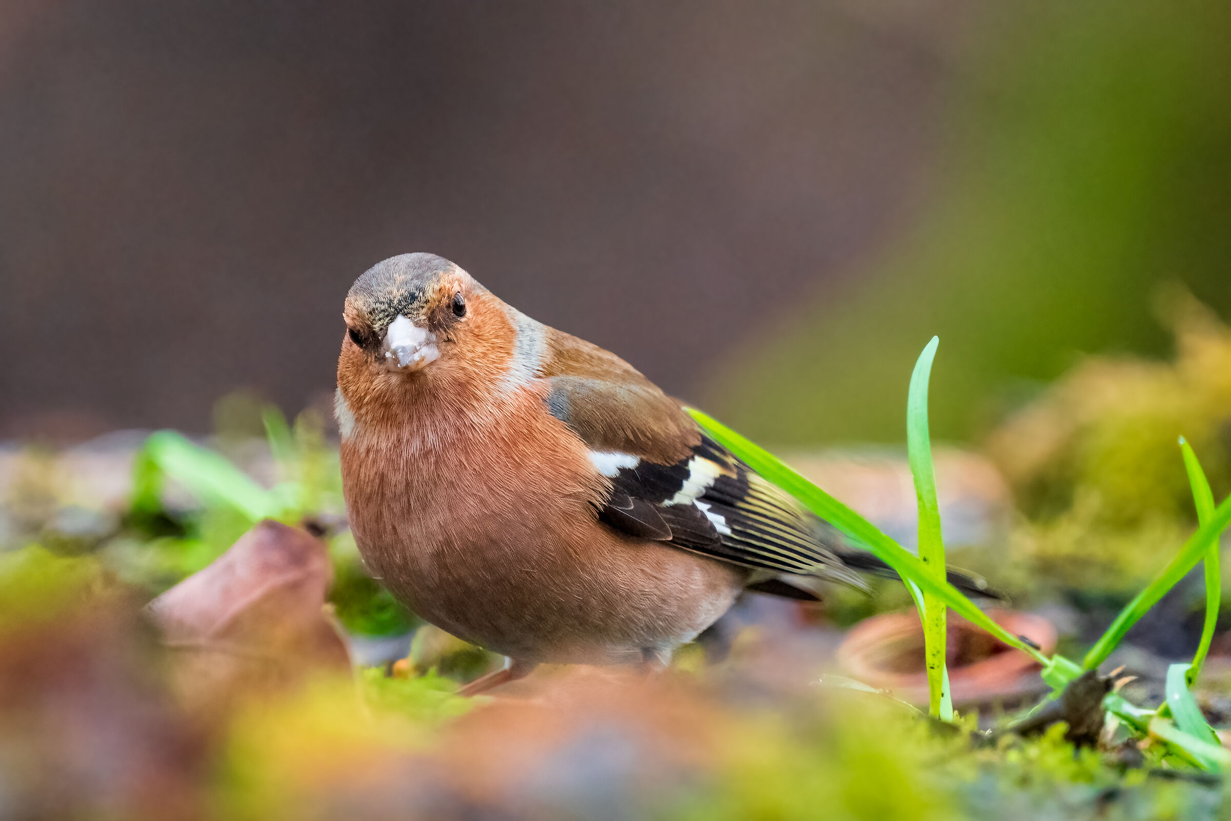 Chaffinch