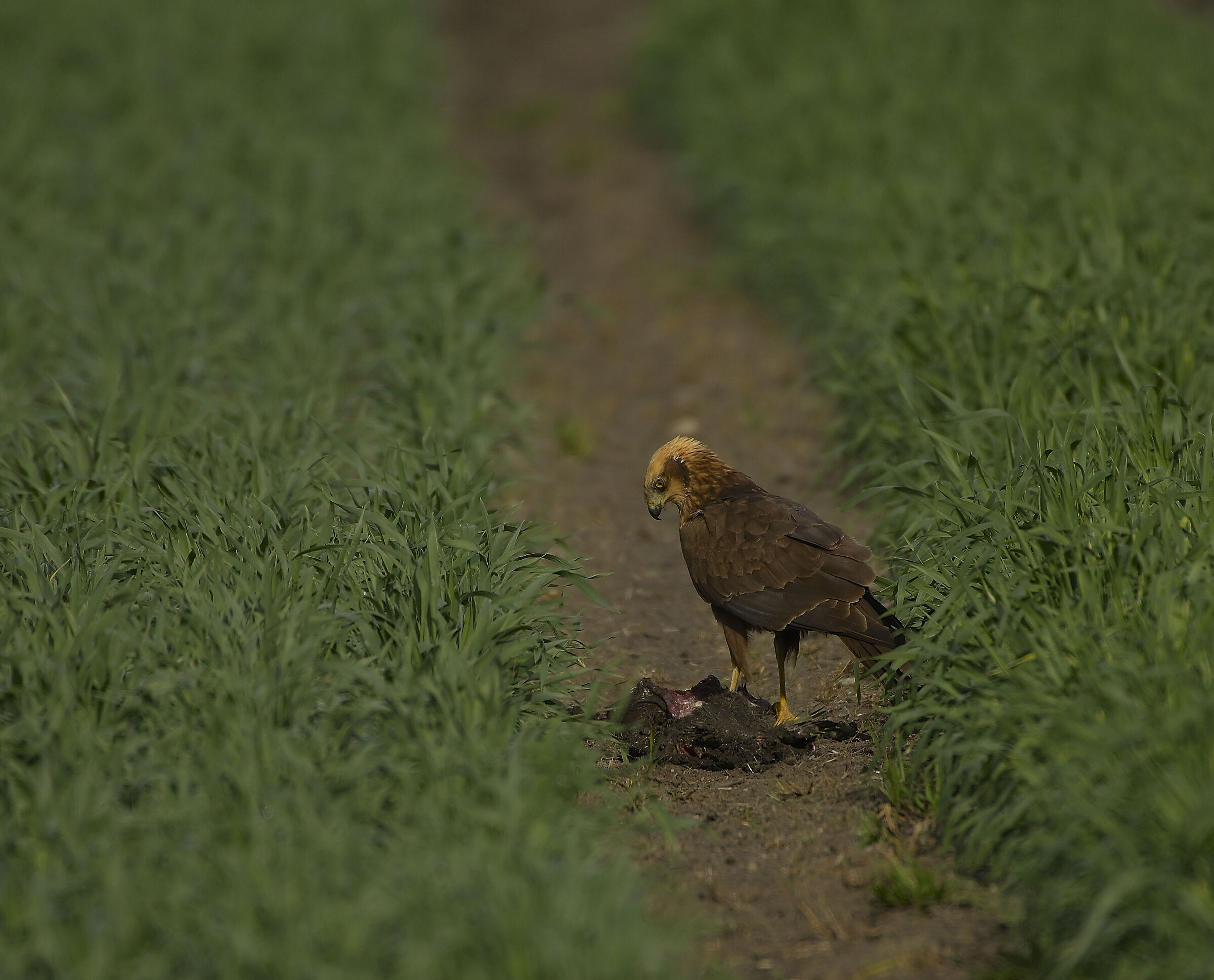 Marsh Harrier